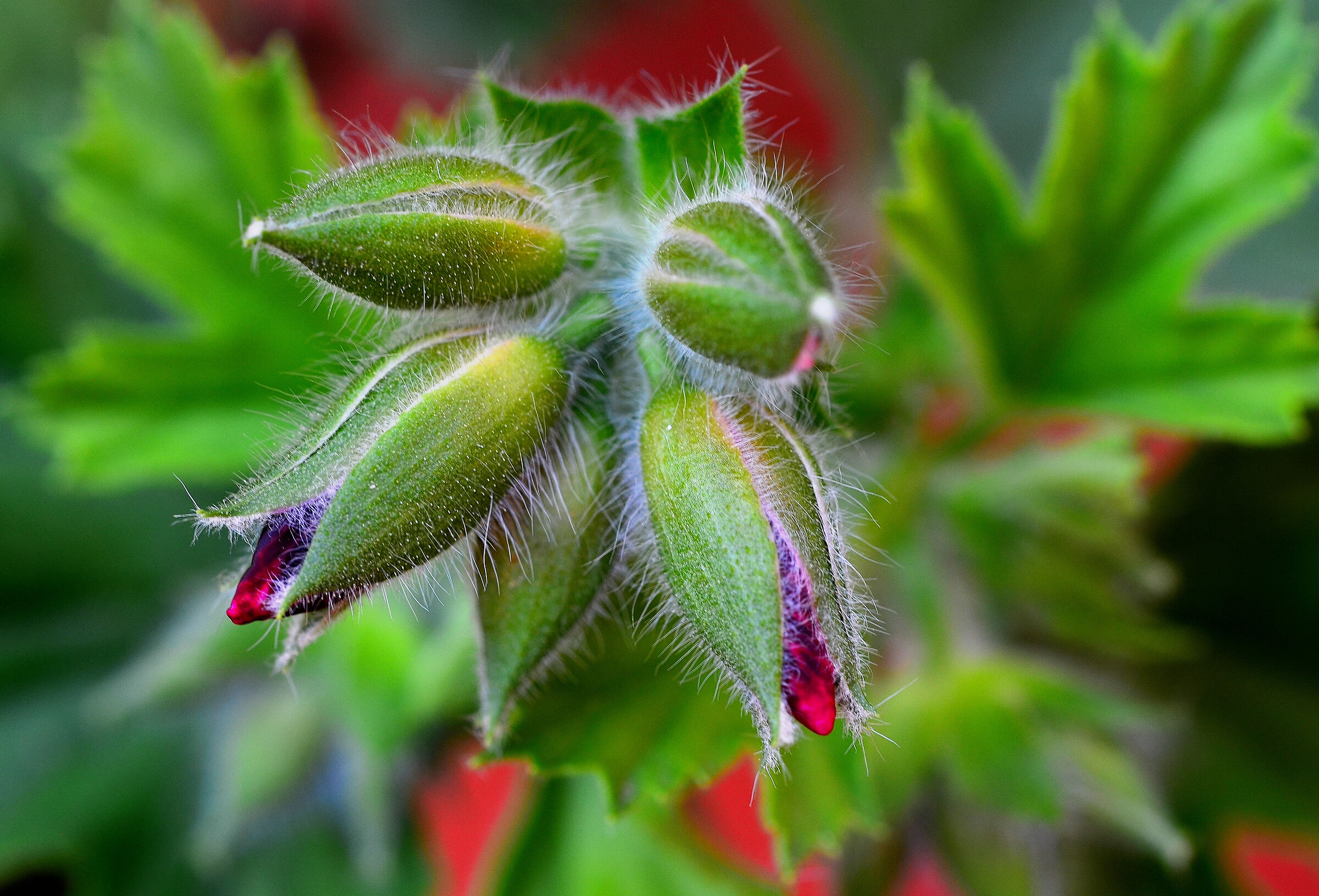 Stanno per sbocciare