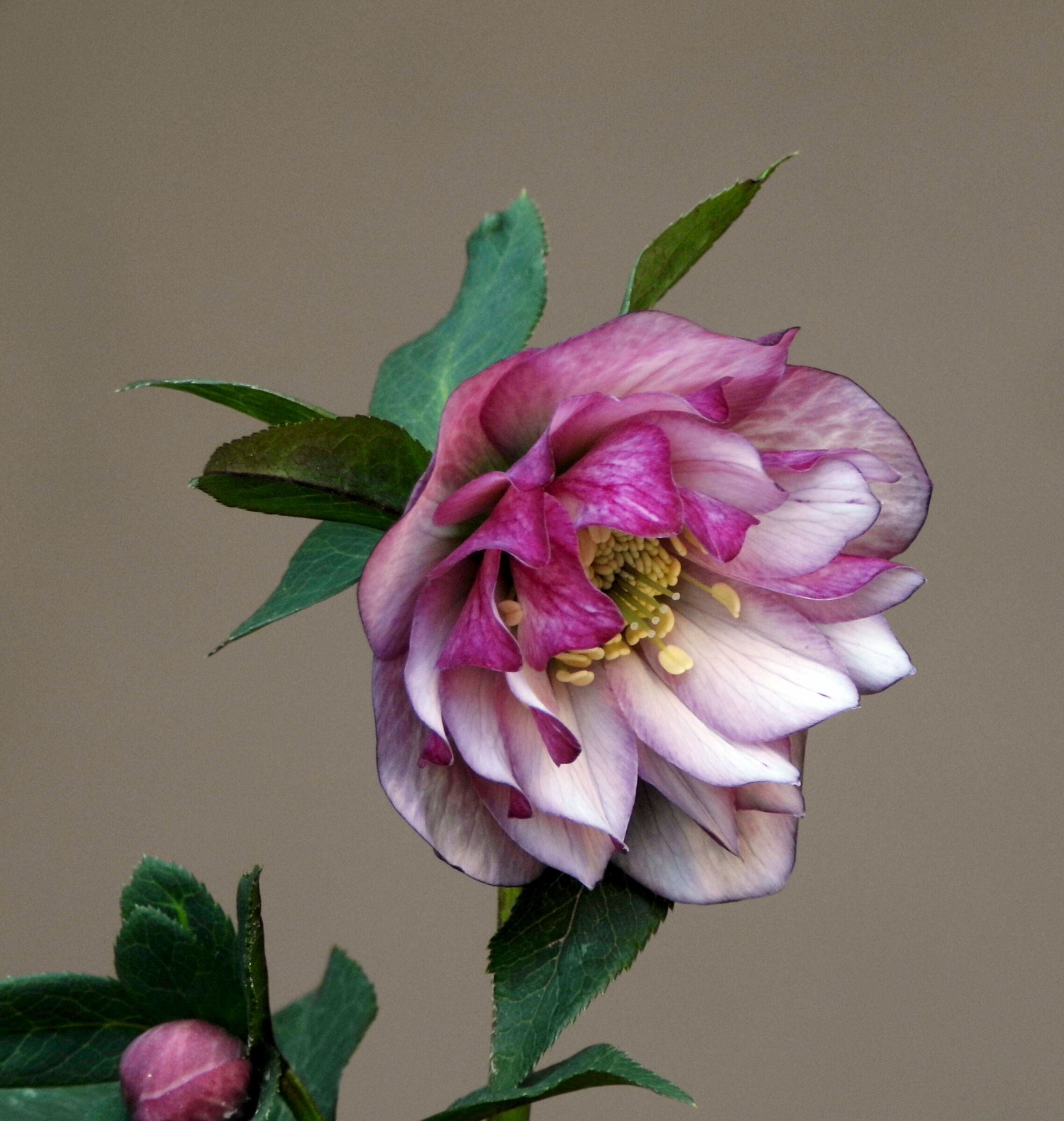 Helleborus red  white