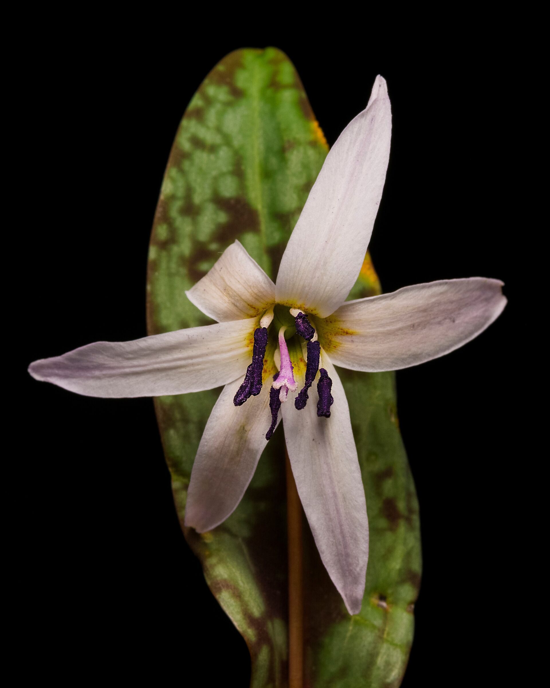 Erythronium dens-canis L.
