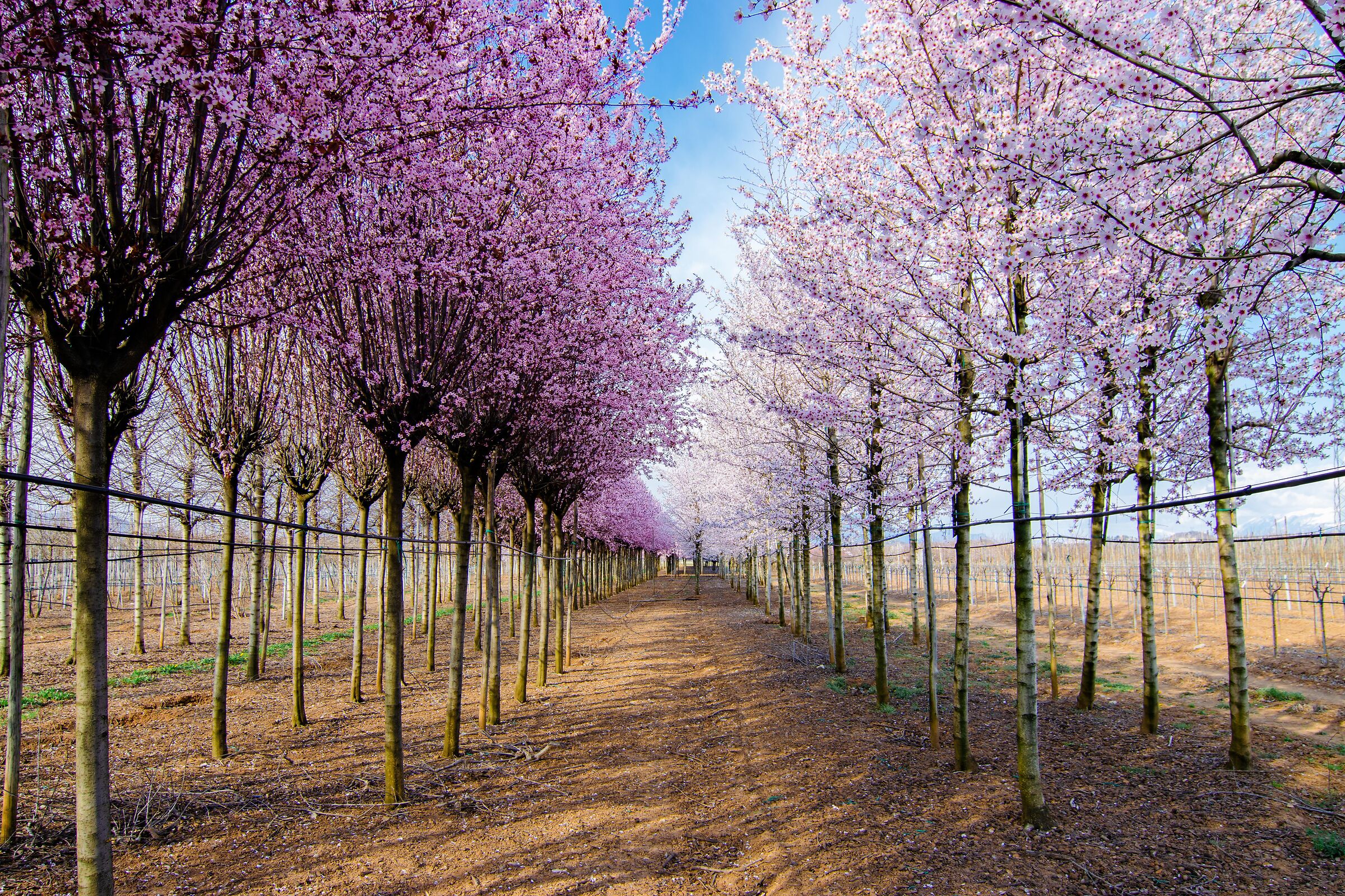 The Gardens of March