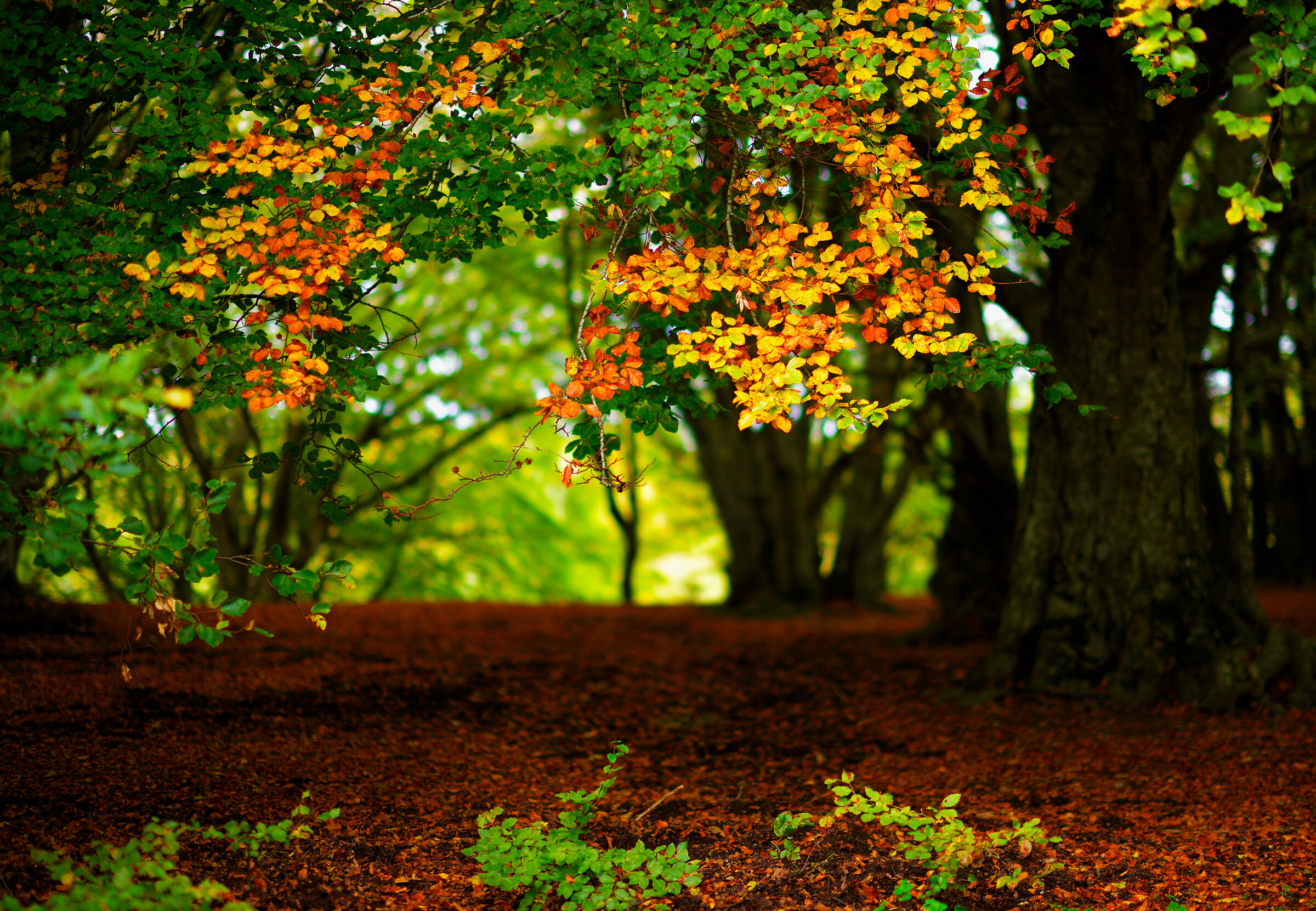 l' autunno sta arrivando