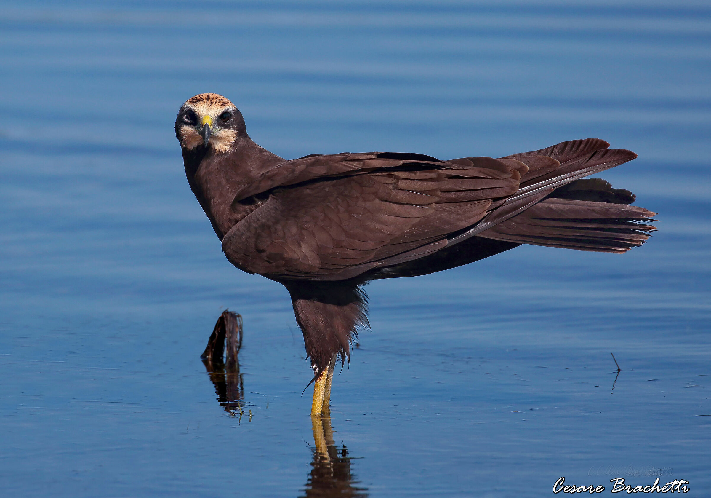 falco di palude:archivio capanno di avvistamento.