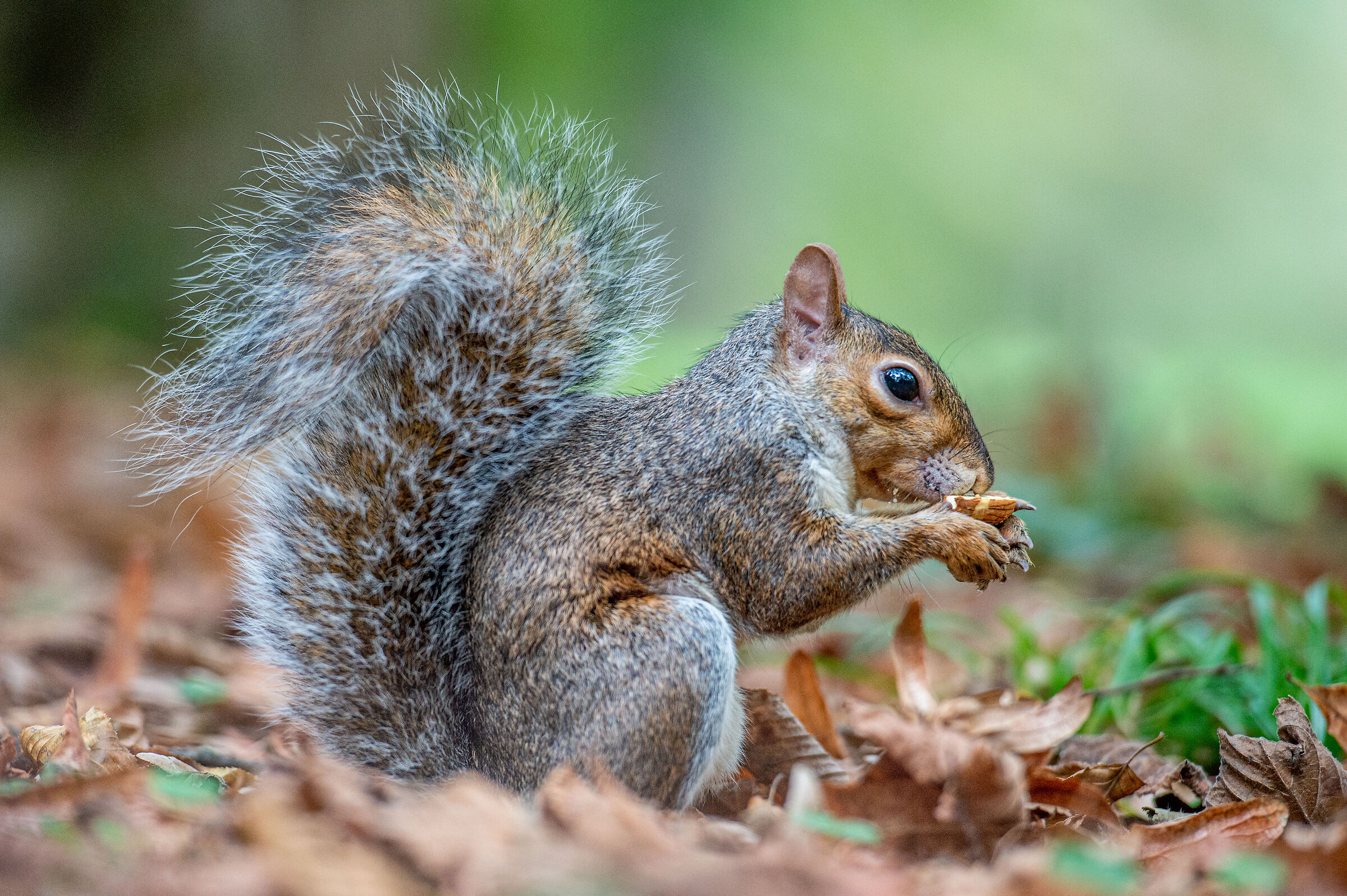 Scoiattolino al parco di Monza