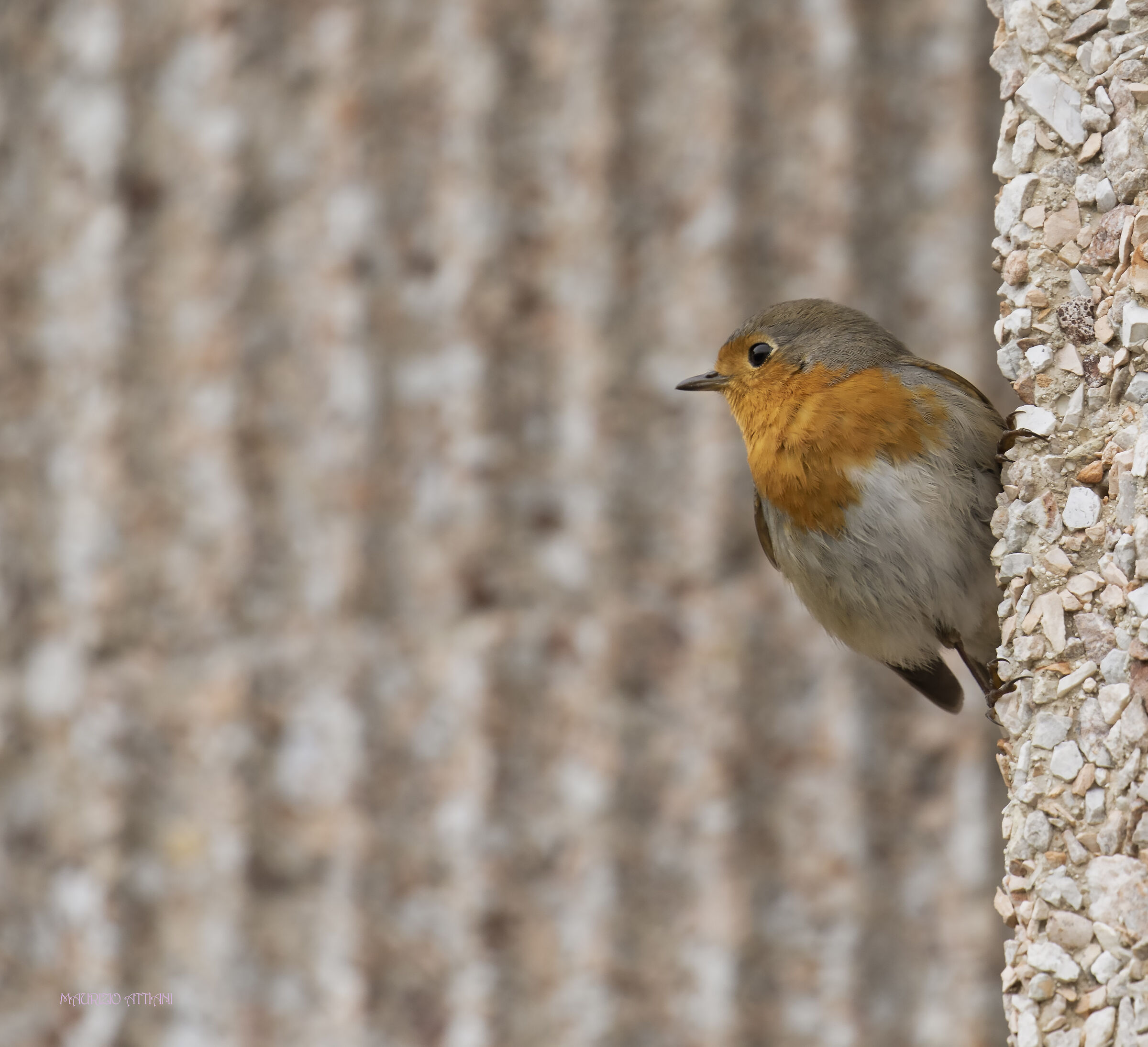 A little color between the concrete gray