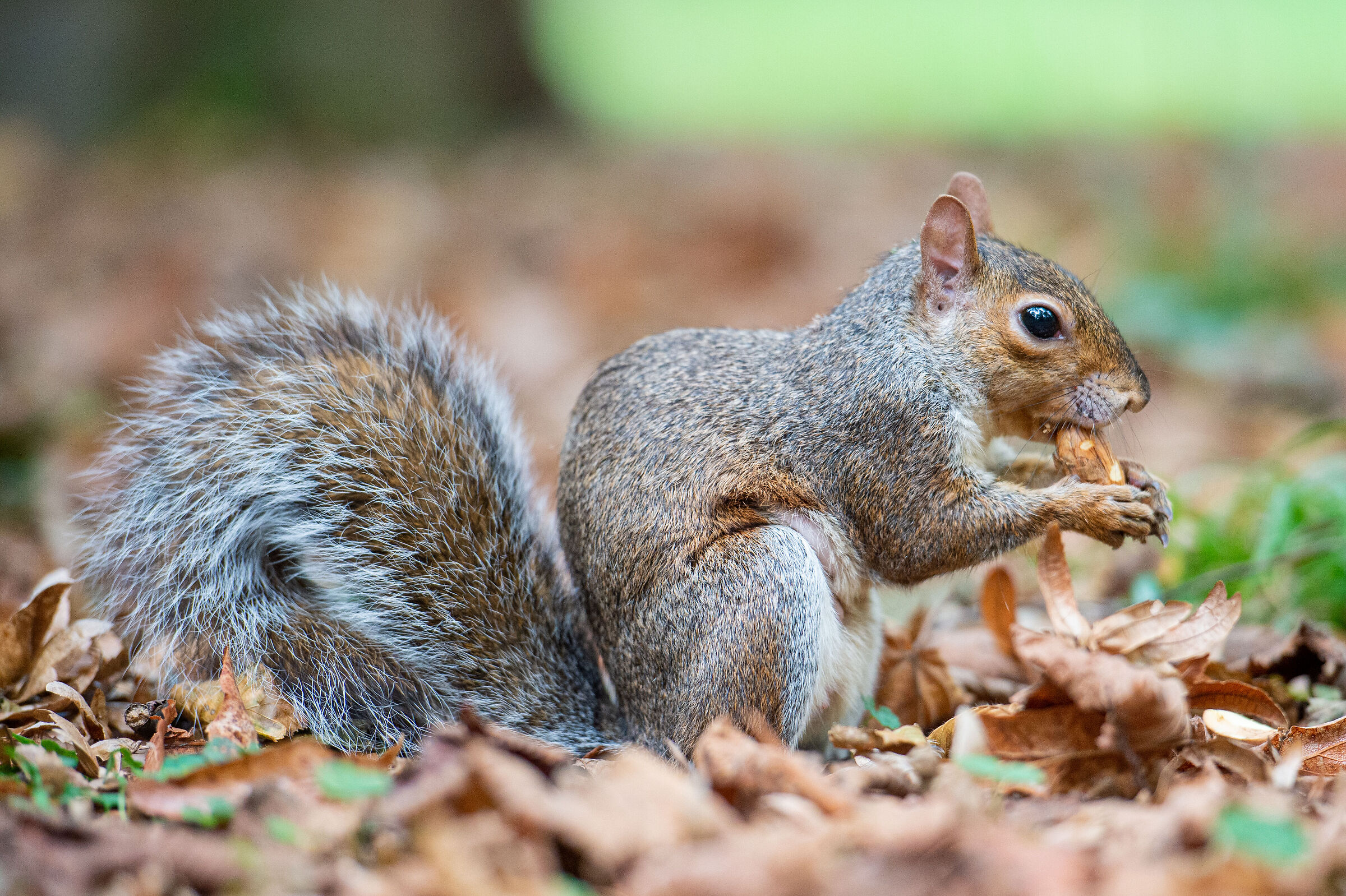 Scoiattolino al parco di Monza