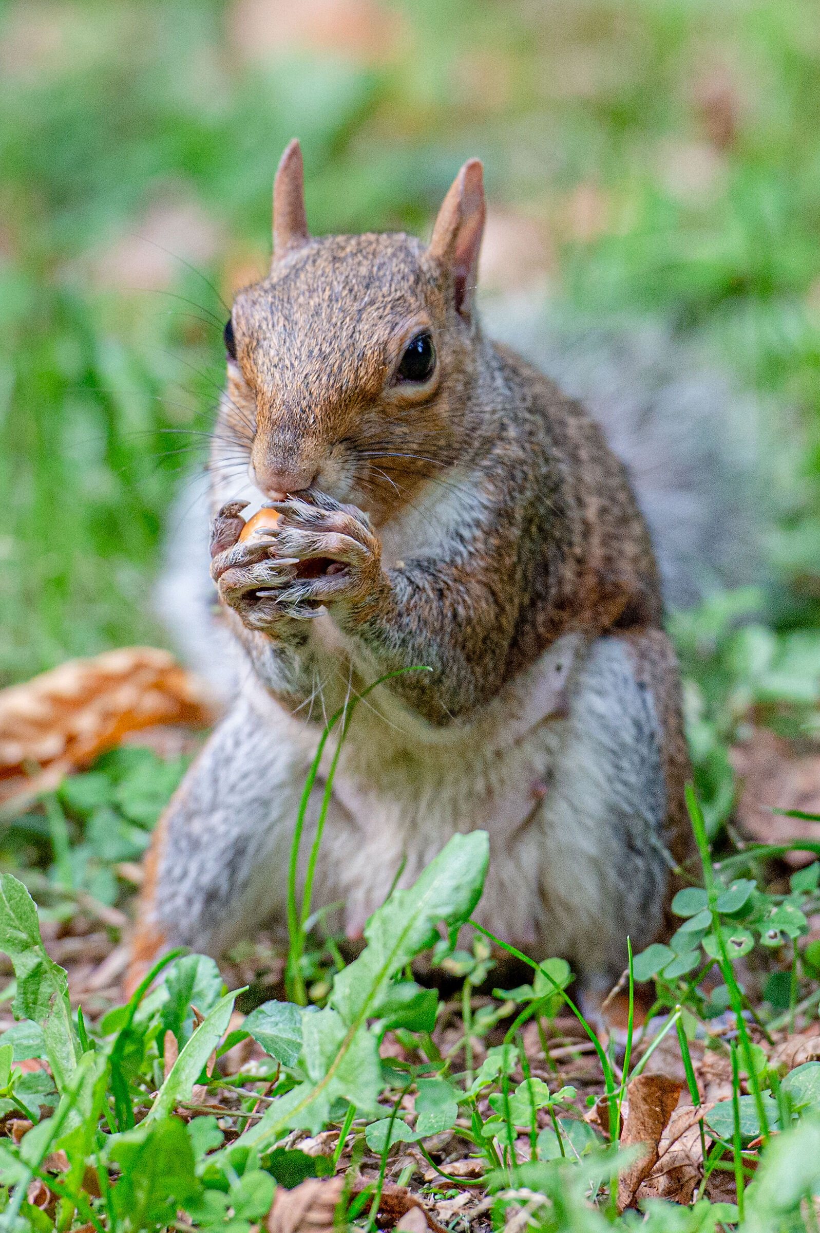 Scoiattolino al parco di Monza