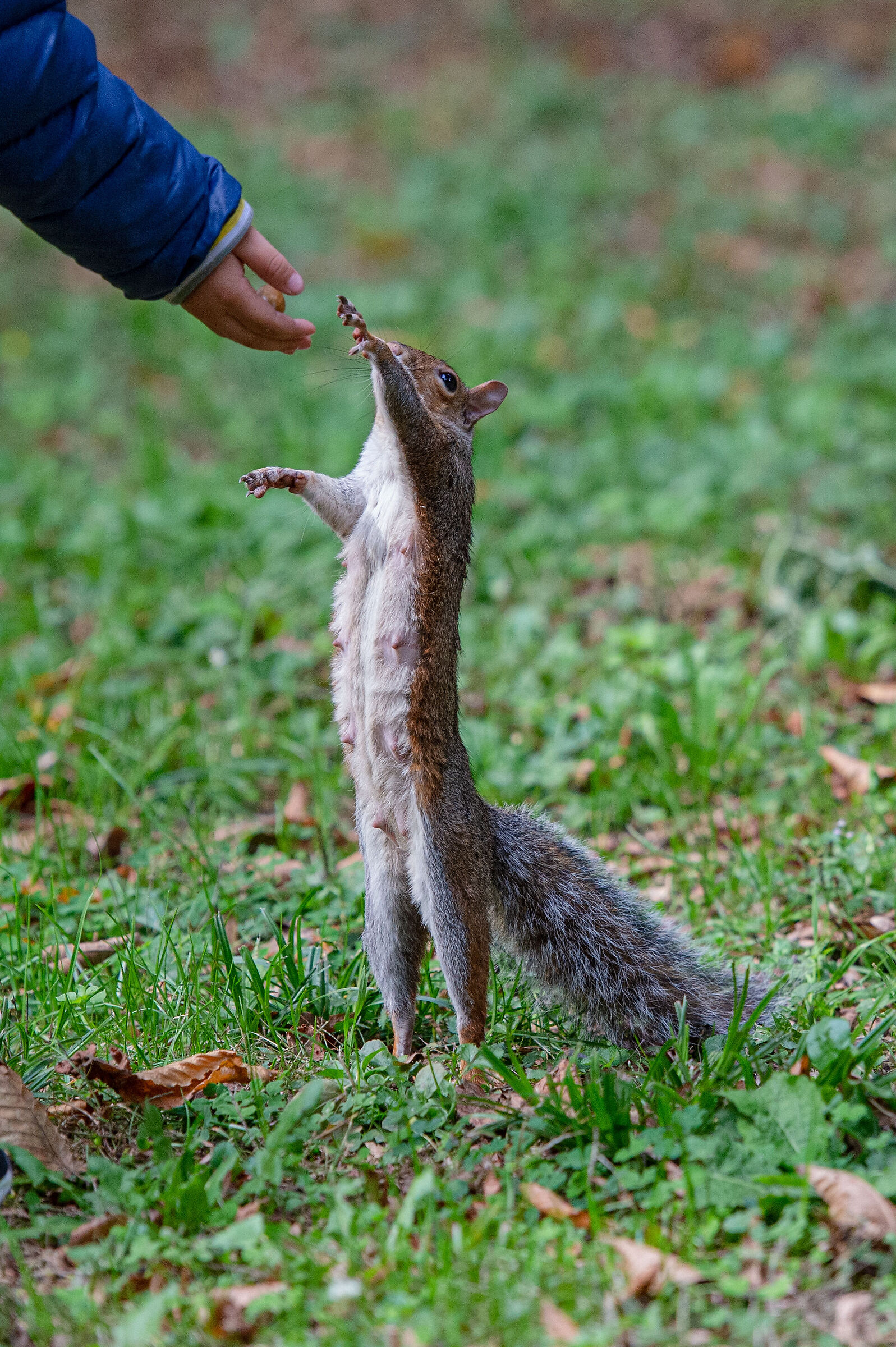 Scoiattolino al parco di Monza