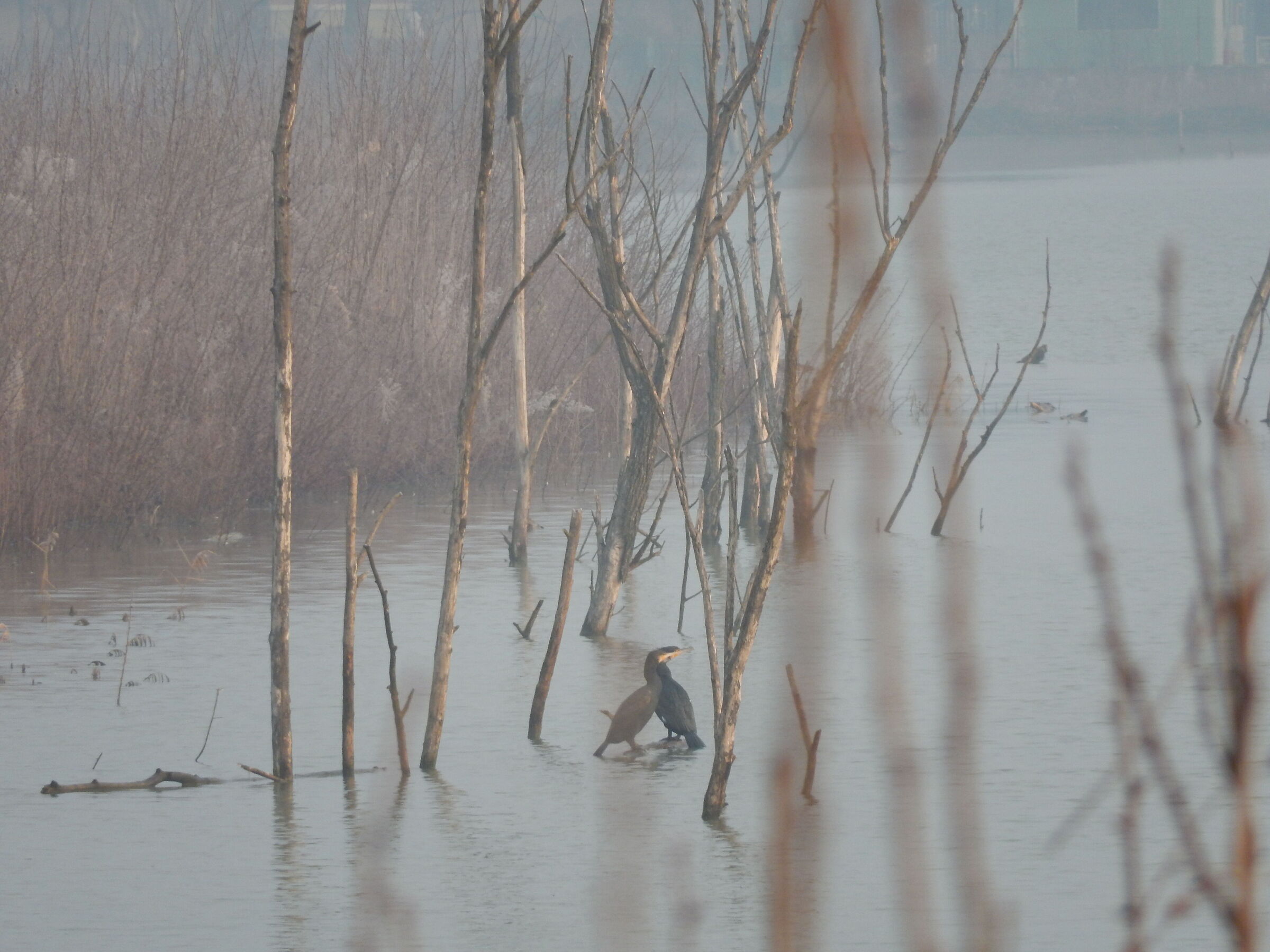 At the Pond of San Damaso - Modena