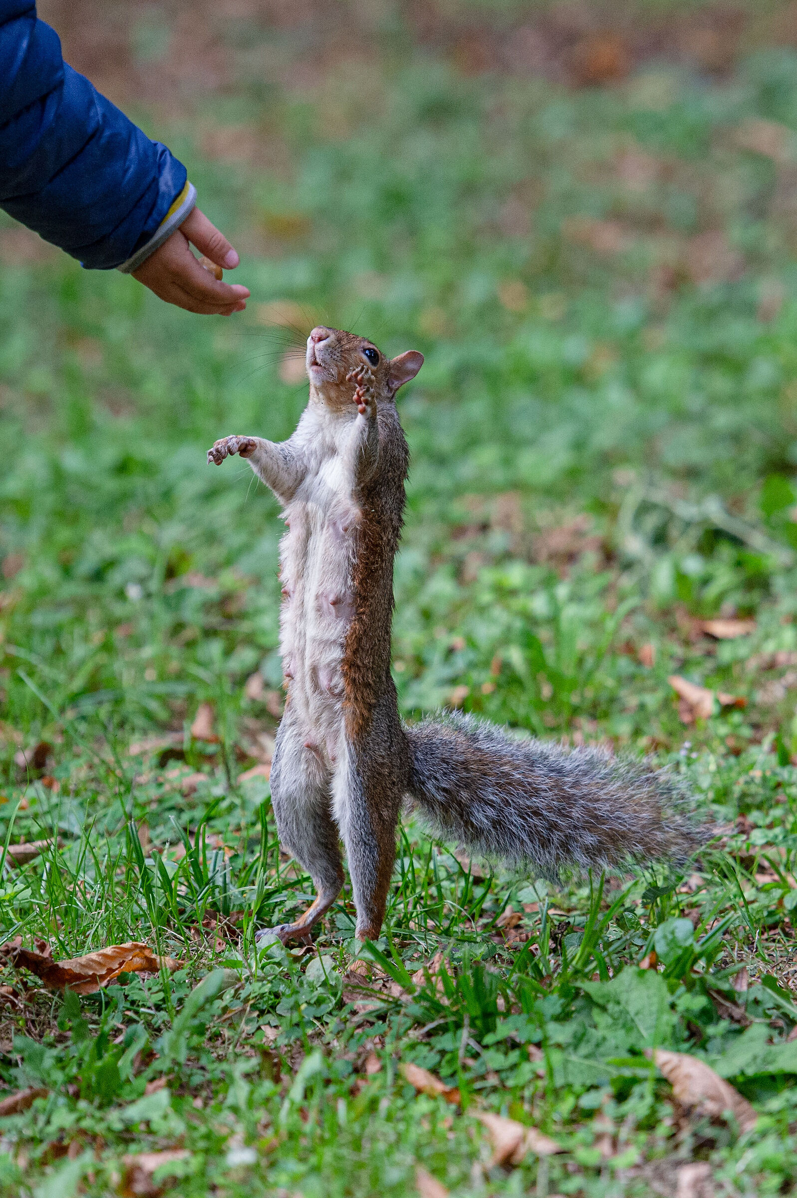 Scoiattolino al parco di Monza
