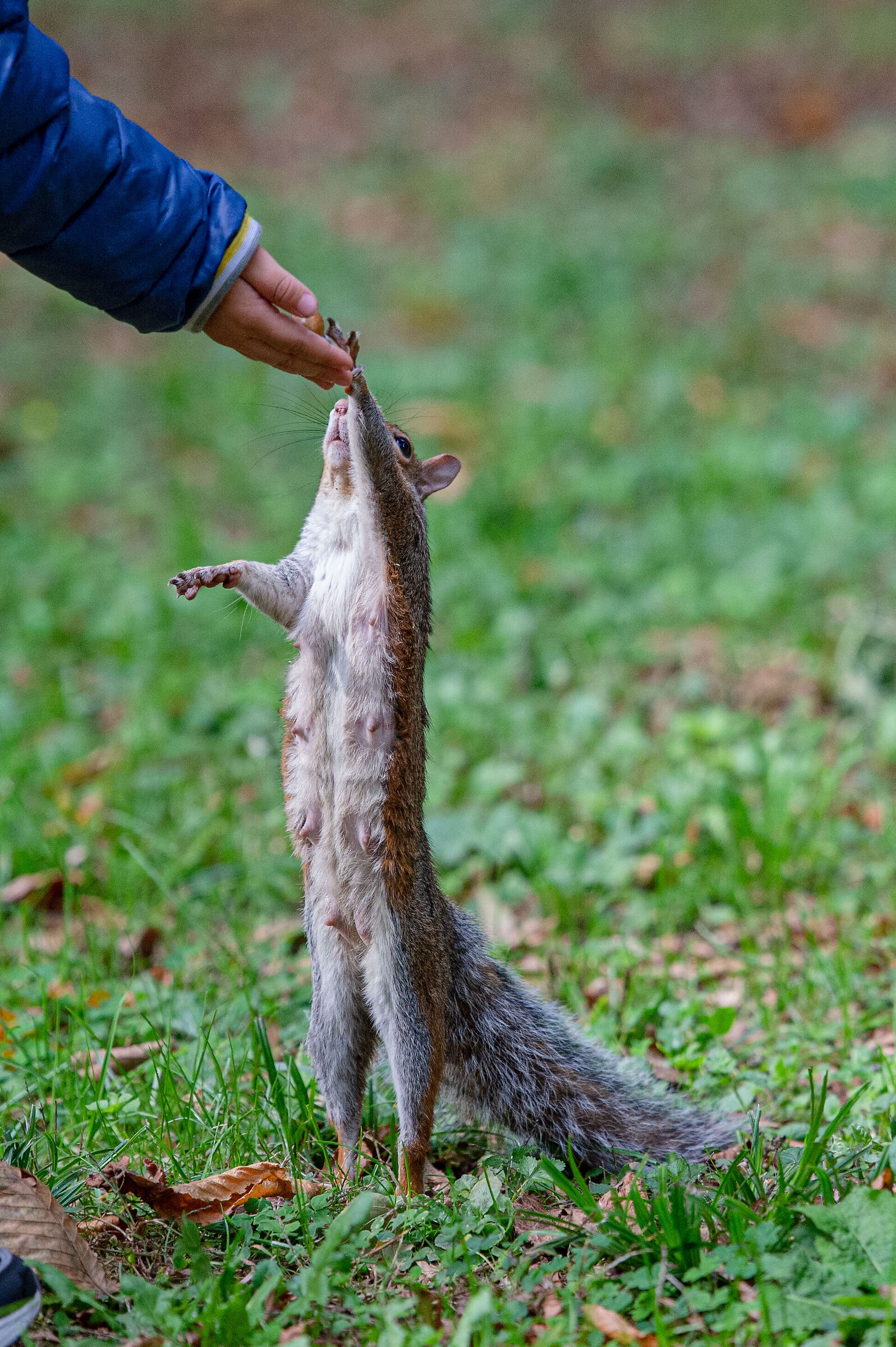 Scoiattolino al parco di Monza