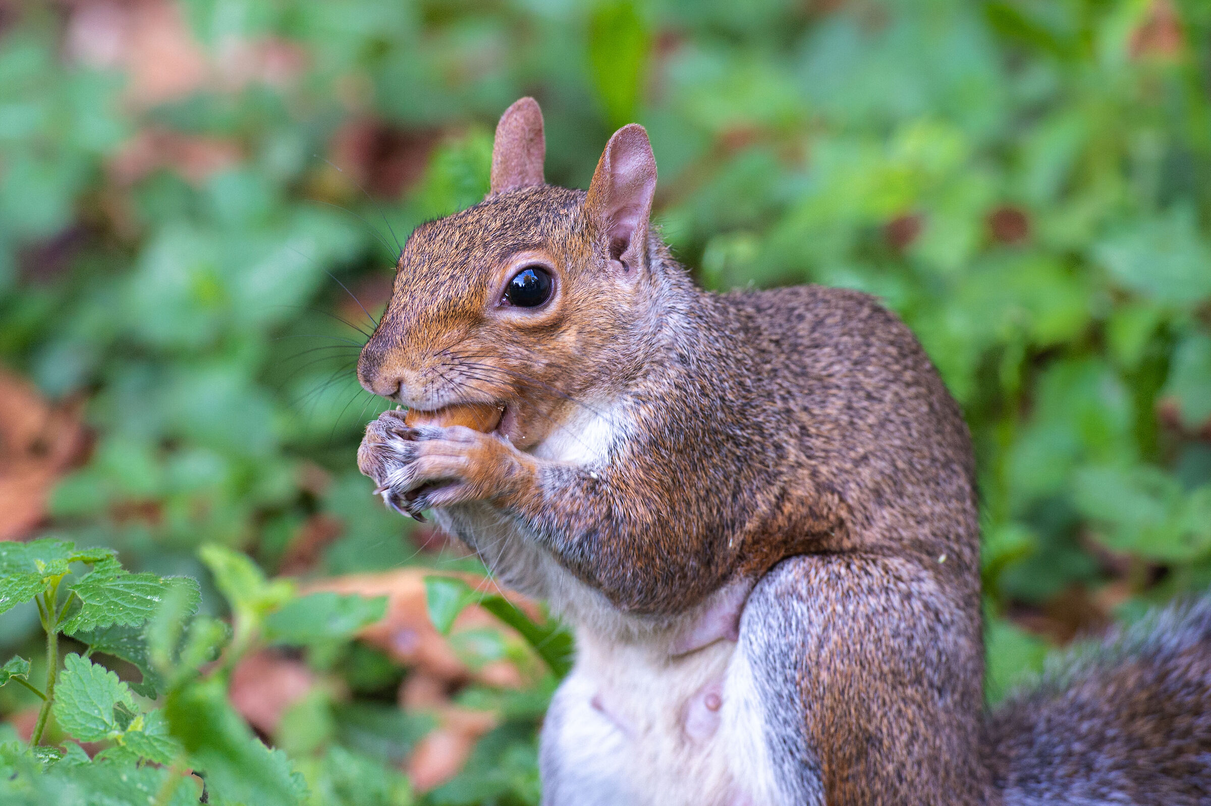 Scoiattolino al parco di Monza