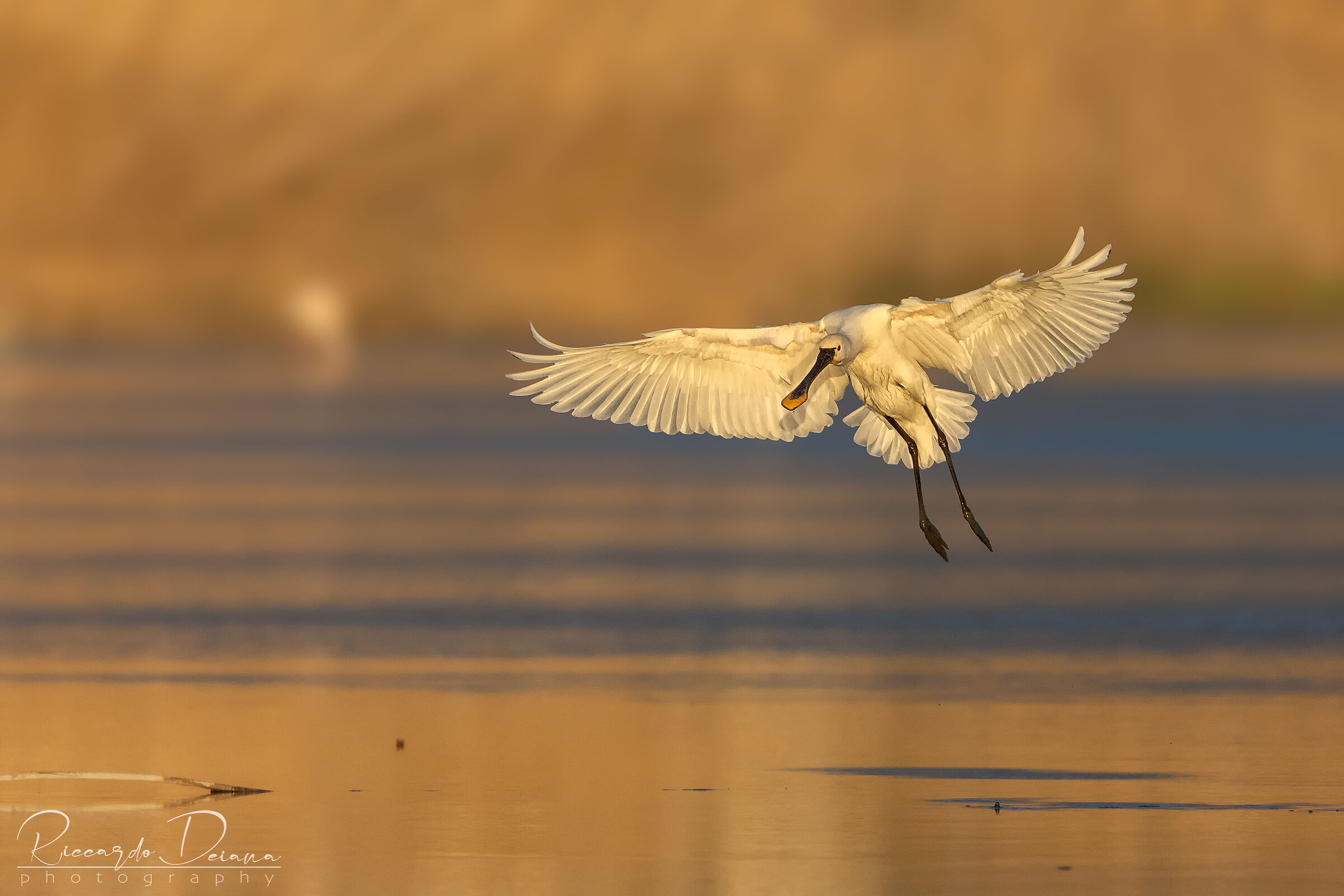 Atterraggio in corso..