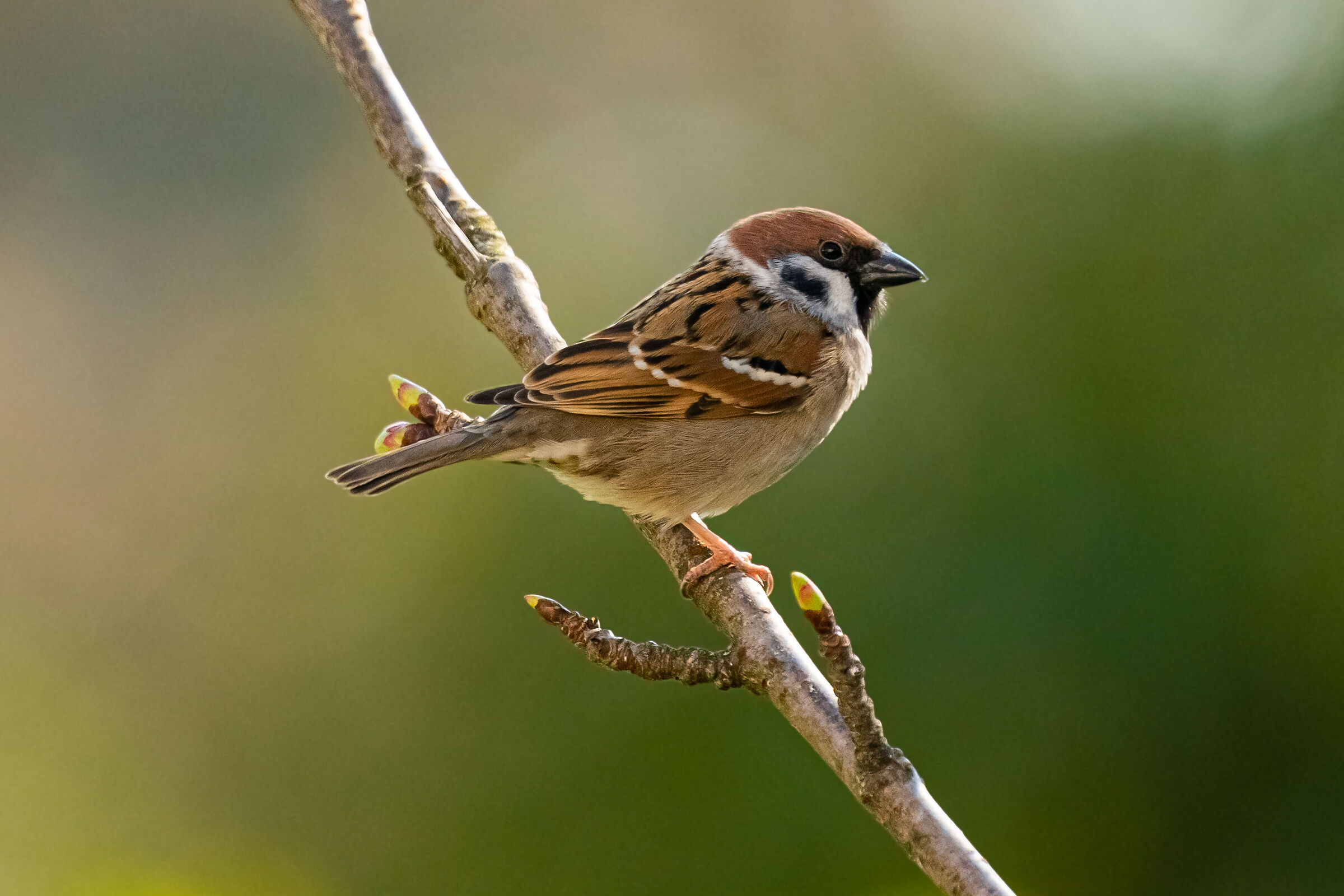 Passero Mattugia