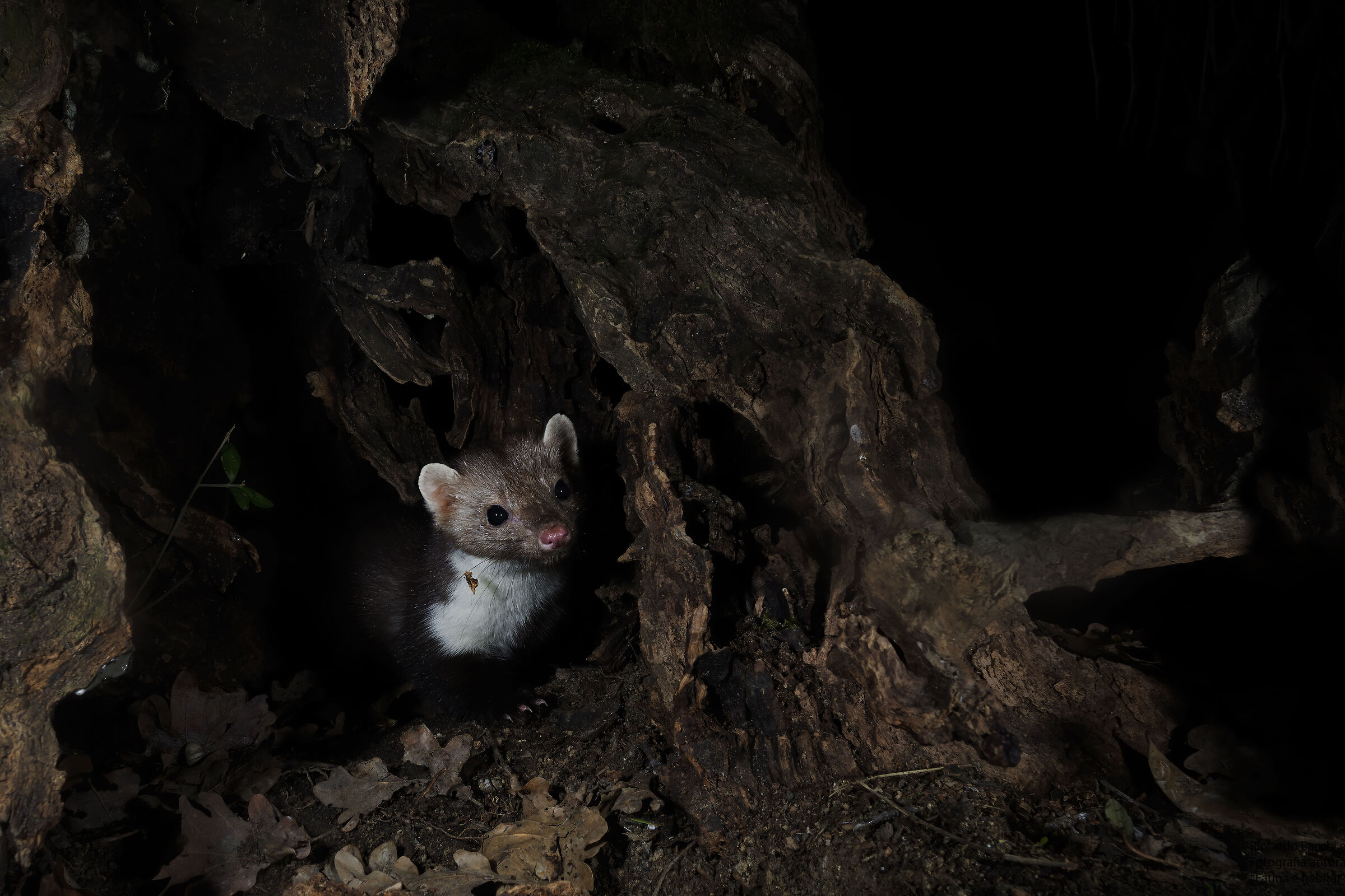 La Faina e il vecchio ulivo, Colli bolognesi 2021