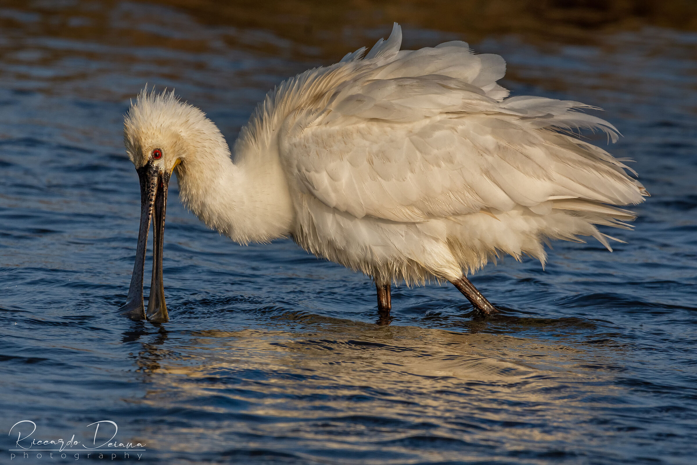 Arruffata al tramonto