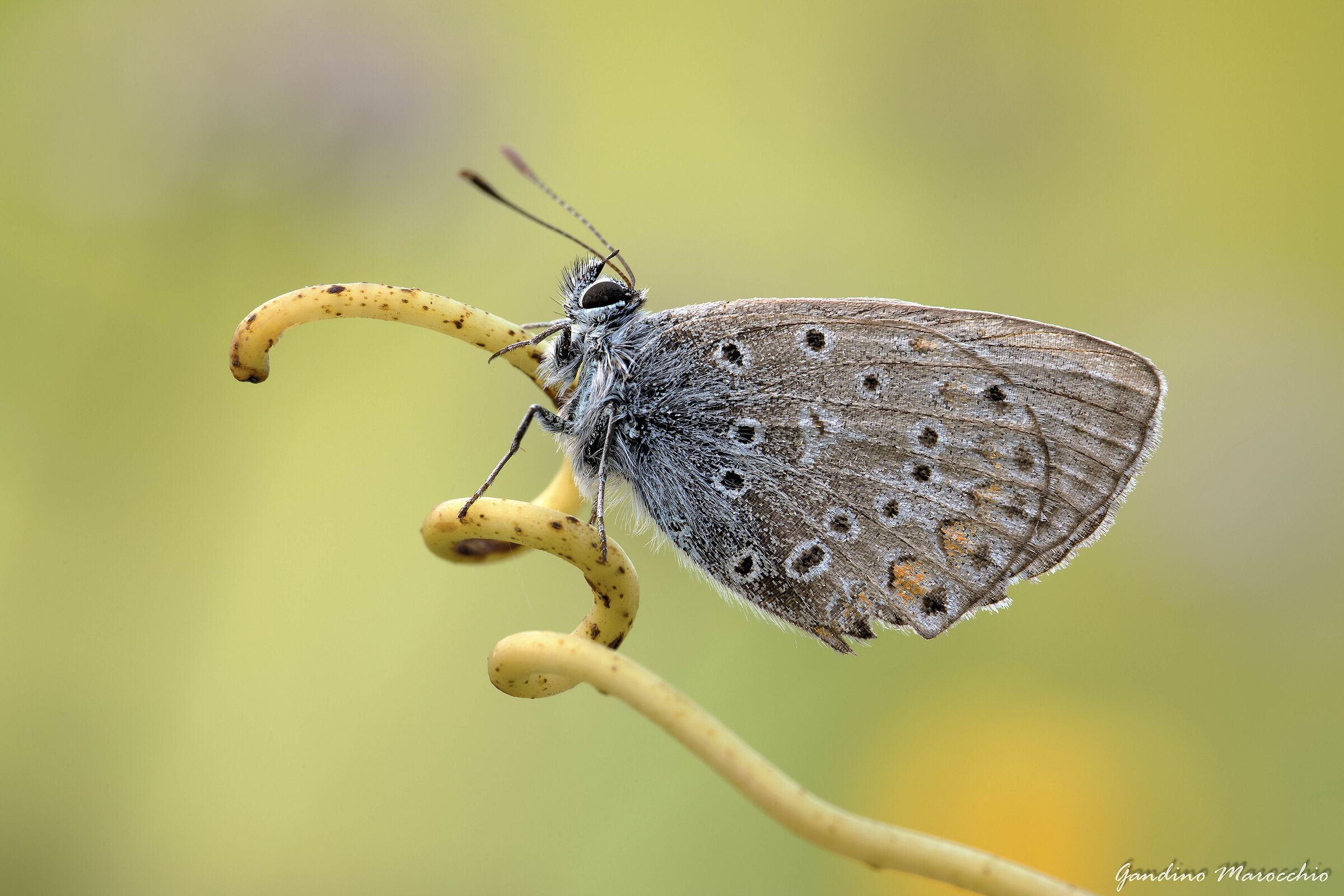 Bellargus polyommatus