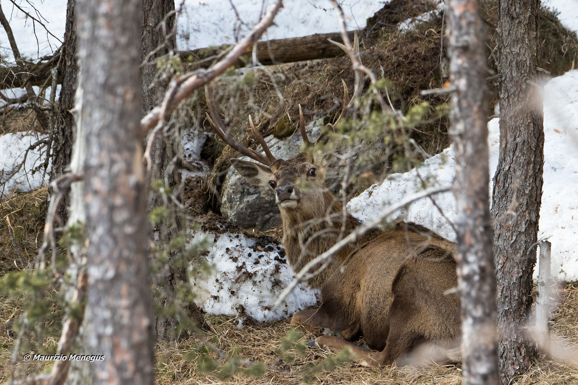 Lo sguardo del cervo sorpreso a poca distanza