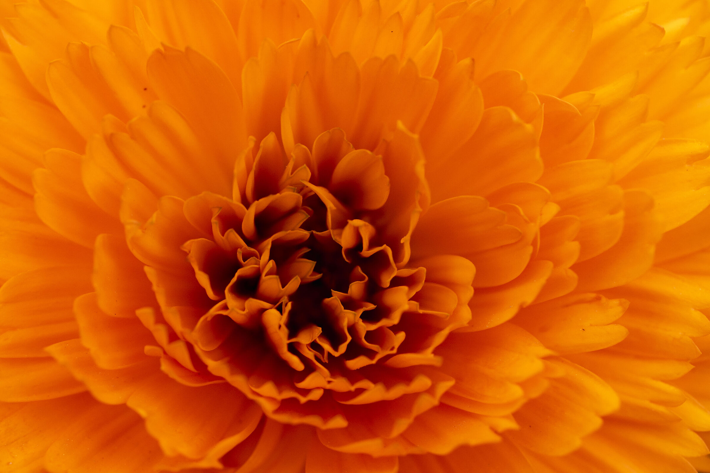 orange flower property