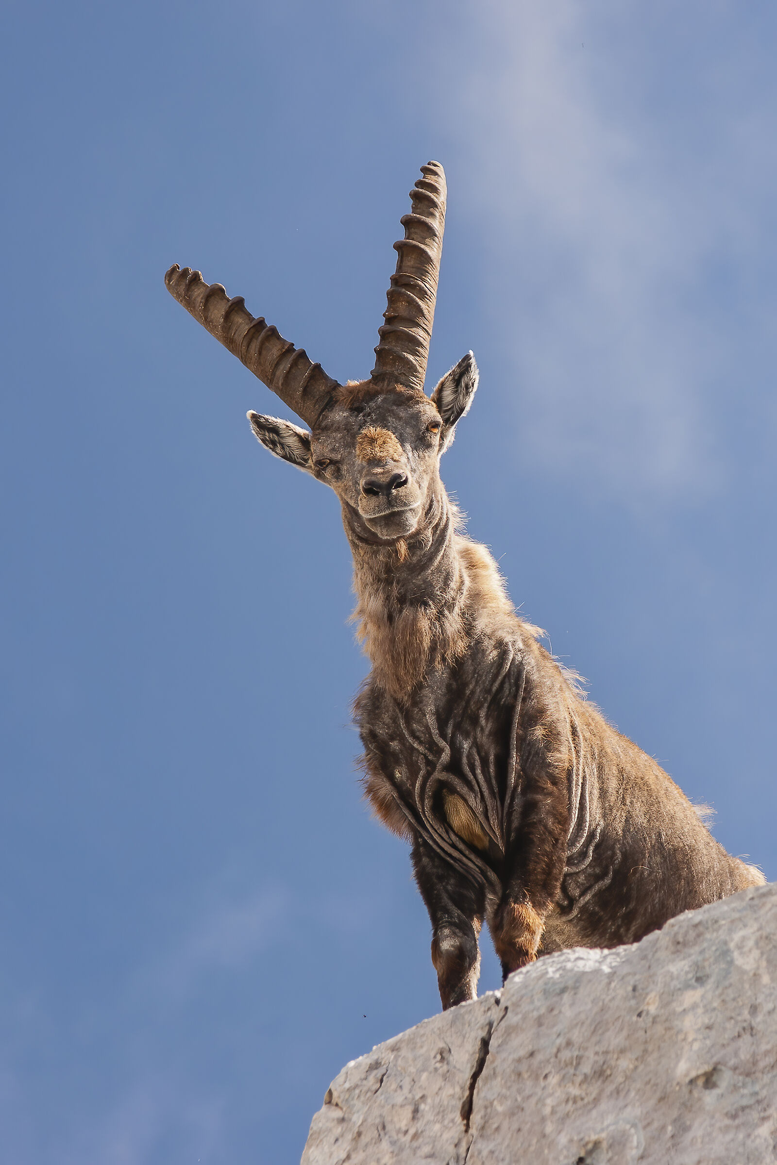 Ibex spewed at hair change