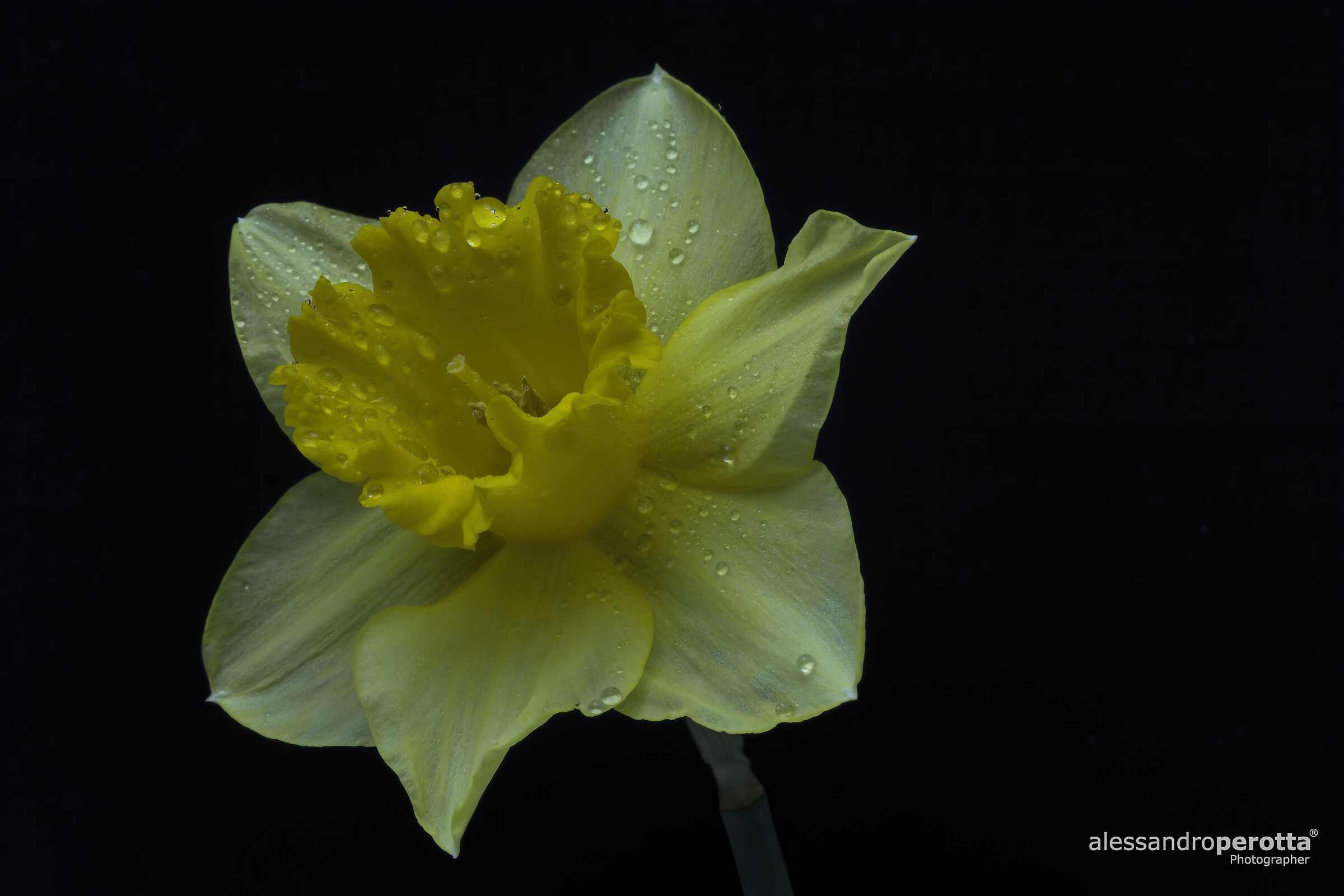 Narcissus