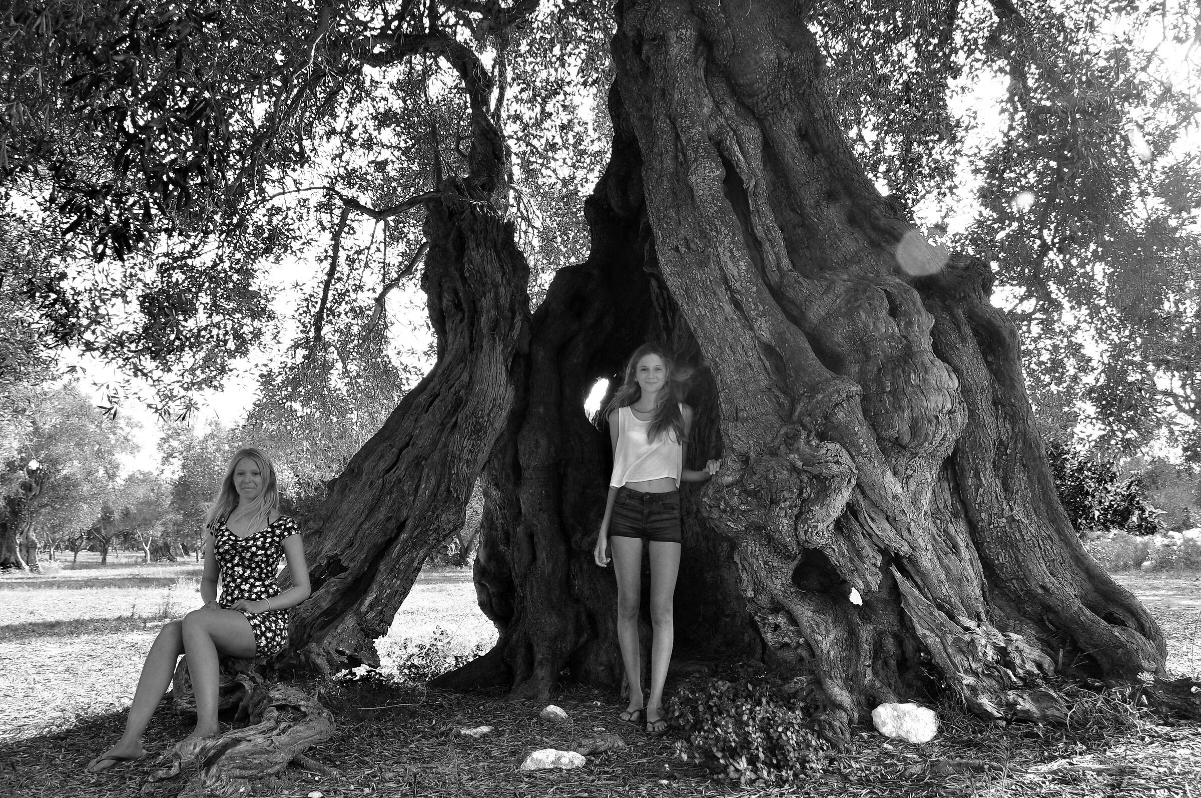 MatMir and the Olive Tree 2