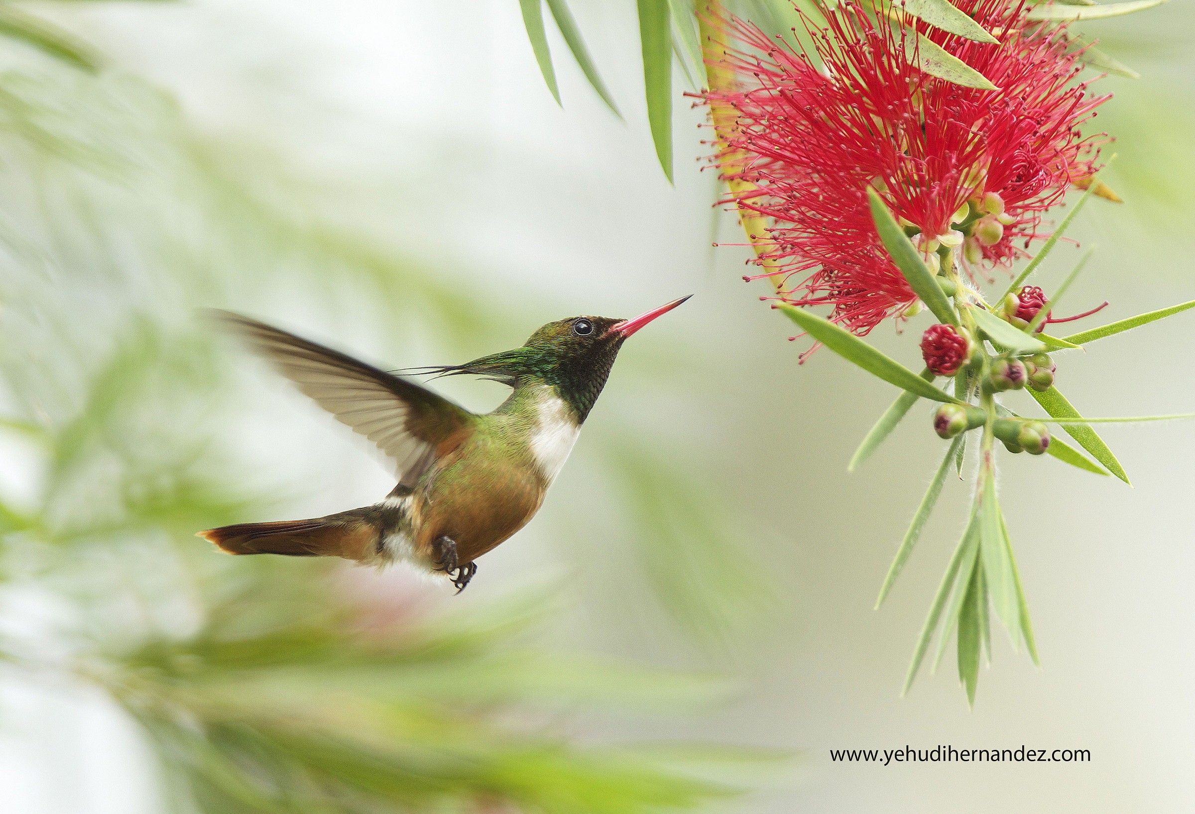 Bianco Crested Coquette