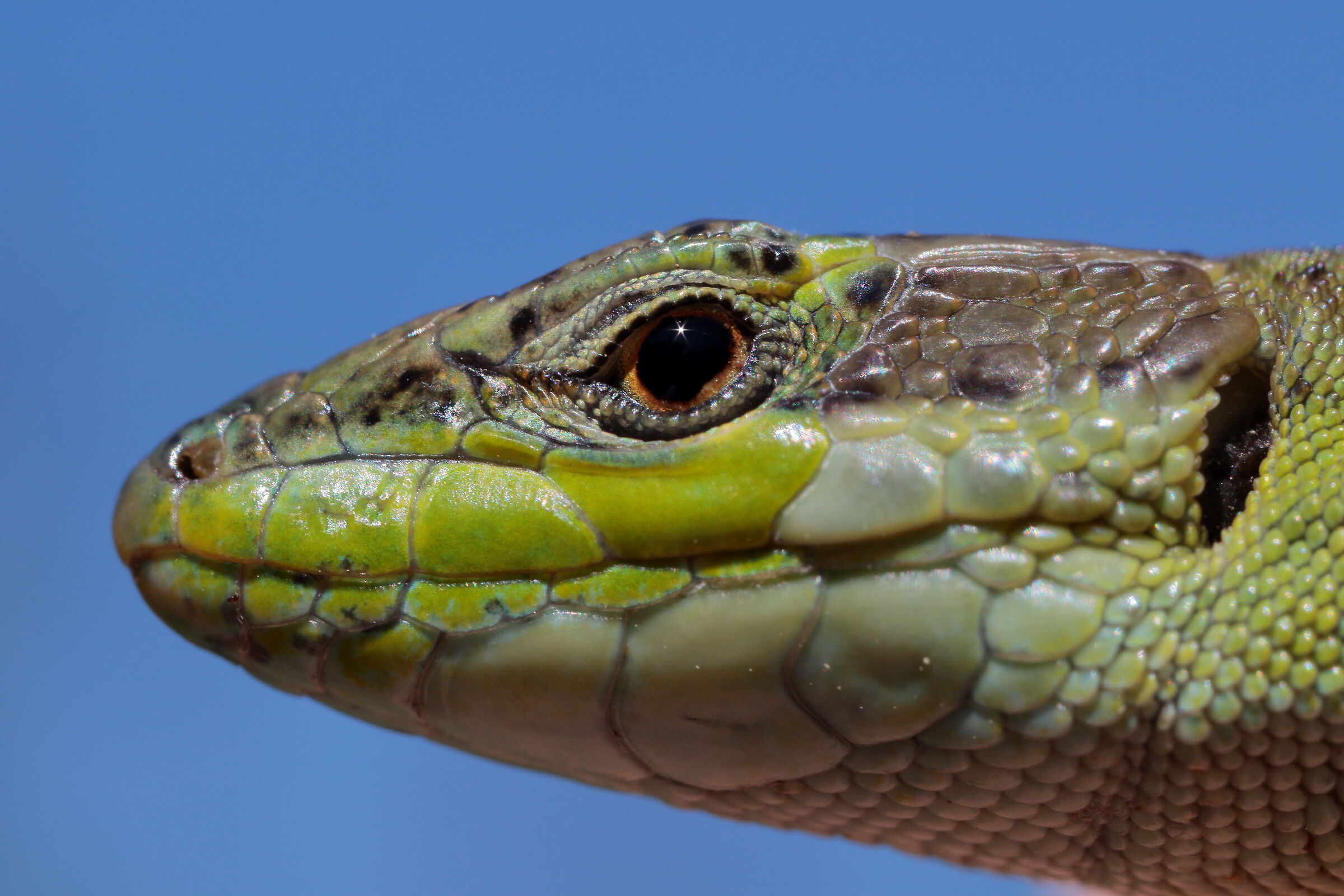 A lizard seen up close