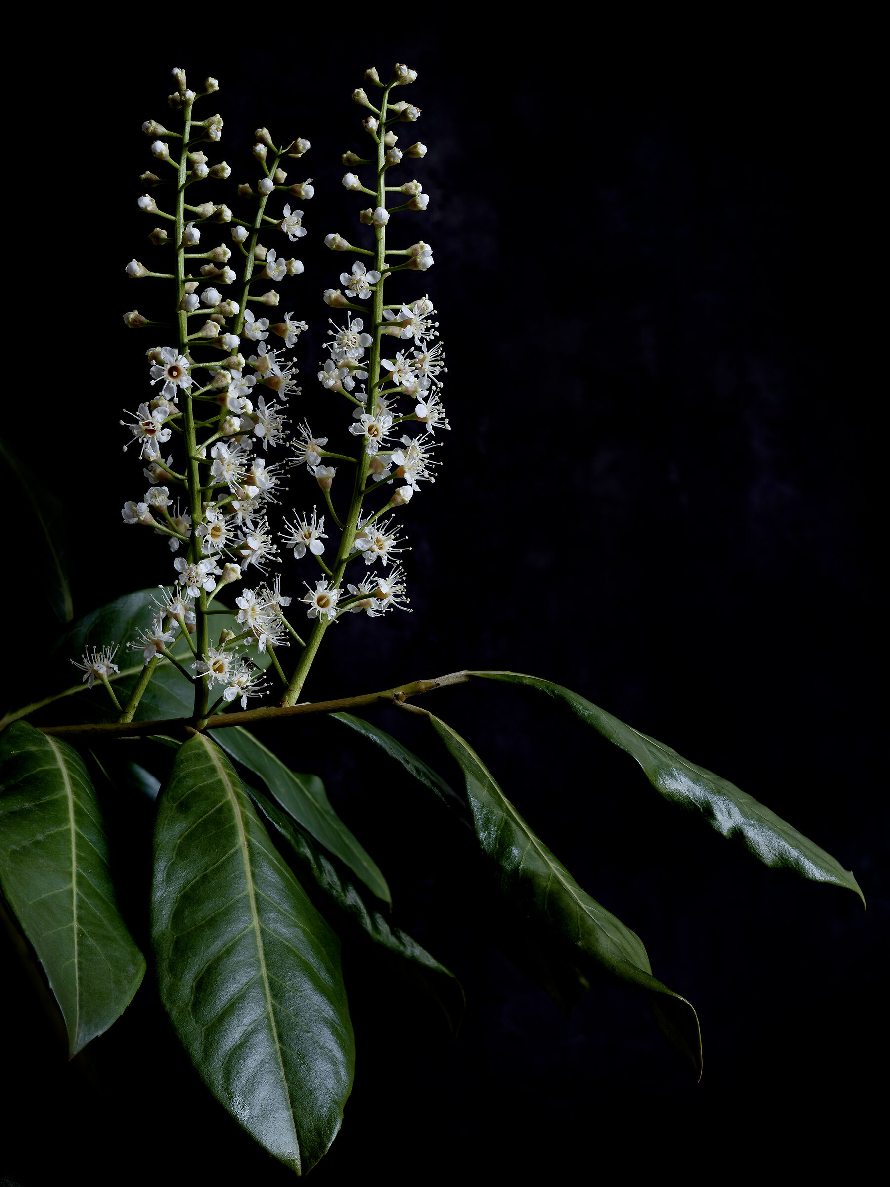 Prunus laurocerasus L.