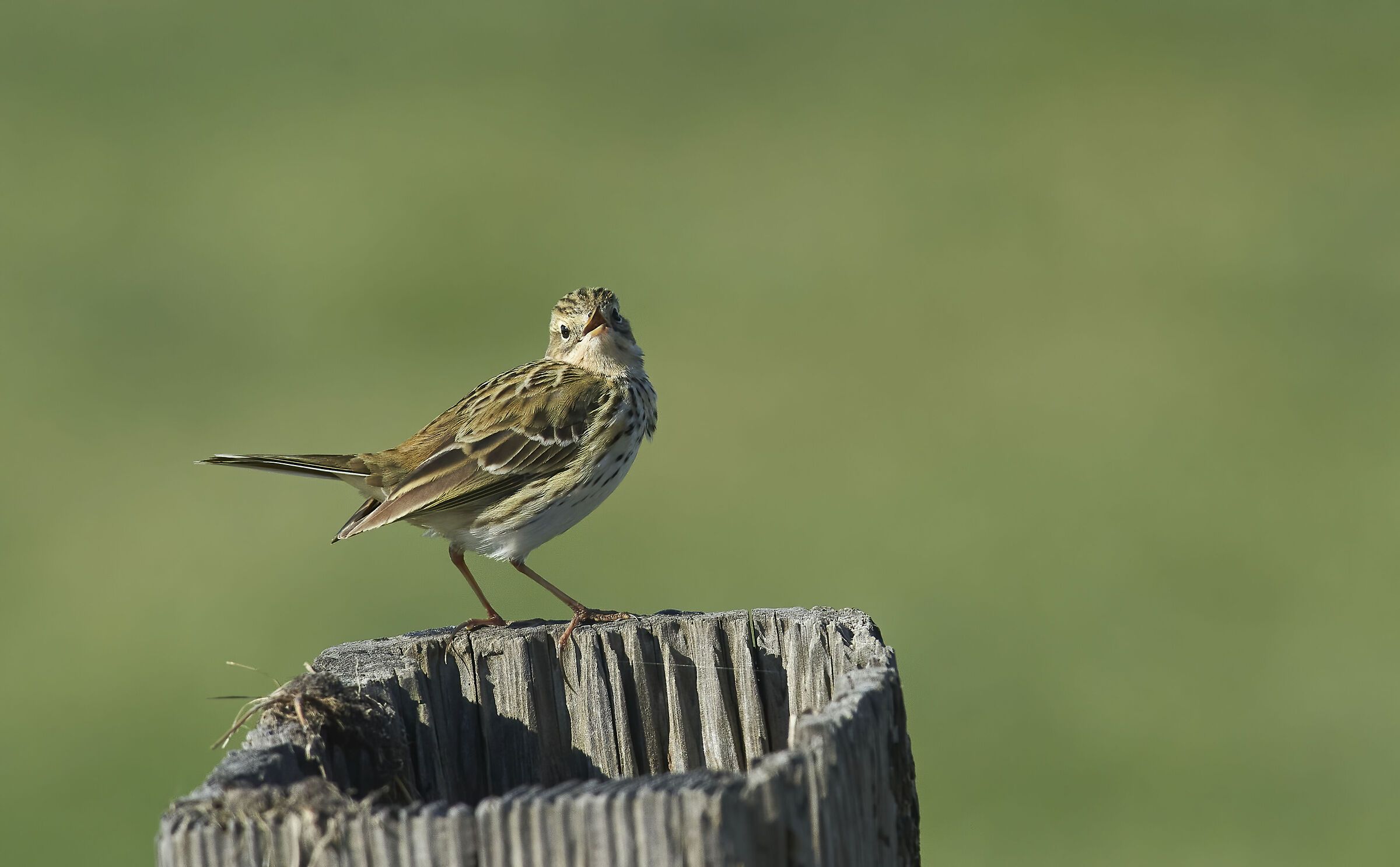 Pipit prato