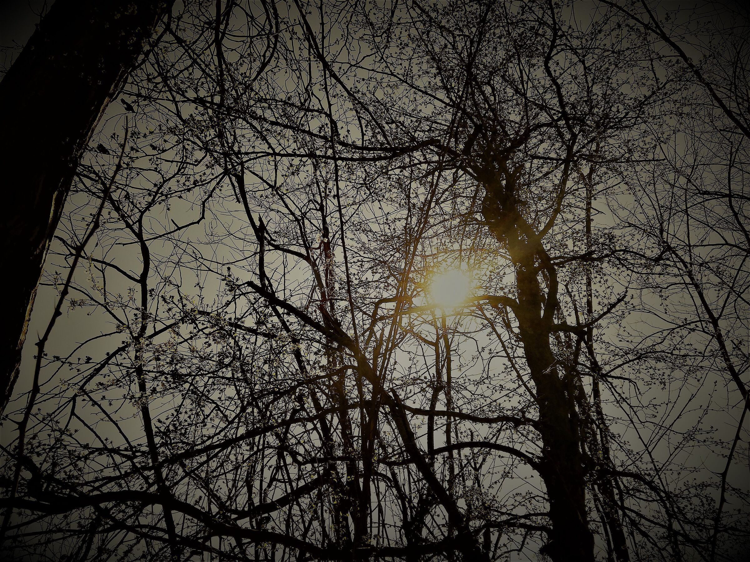 weave of branches...