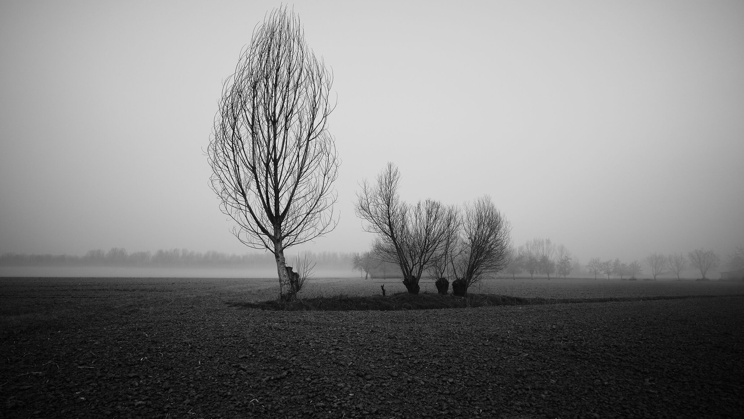 A small "flower bed" surrounded by aratid fields