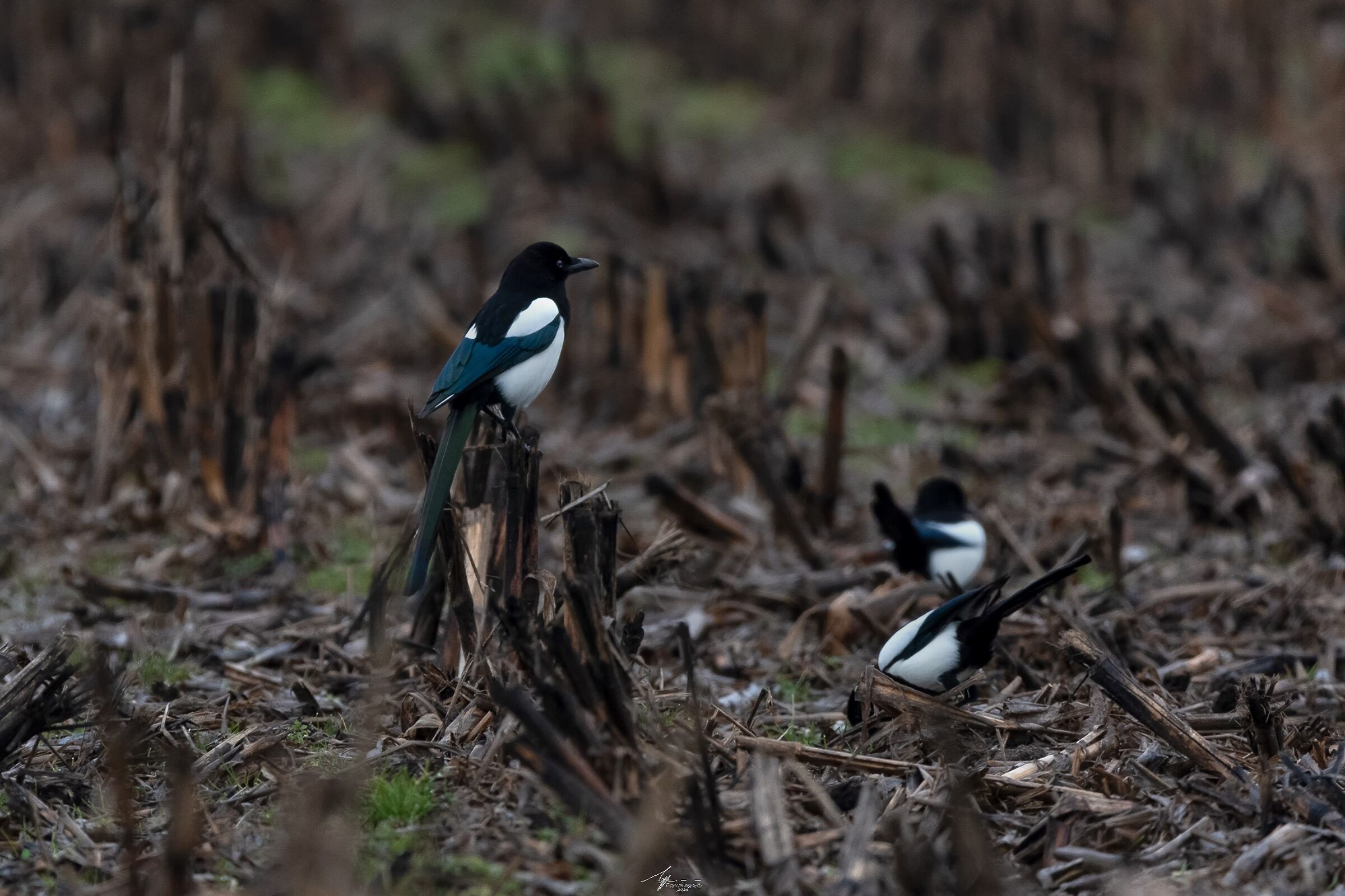 Gazza Eurasiatica (Pica Pica Pica - L.) ?