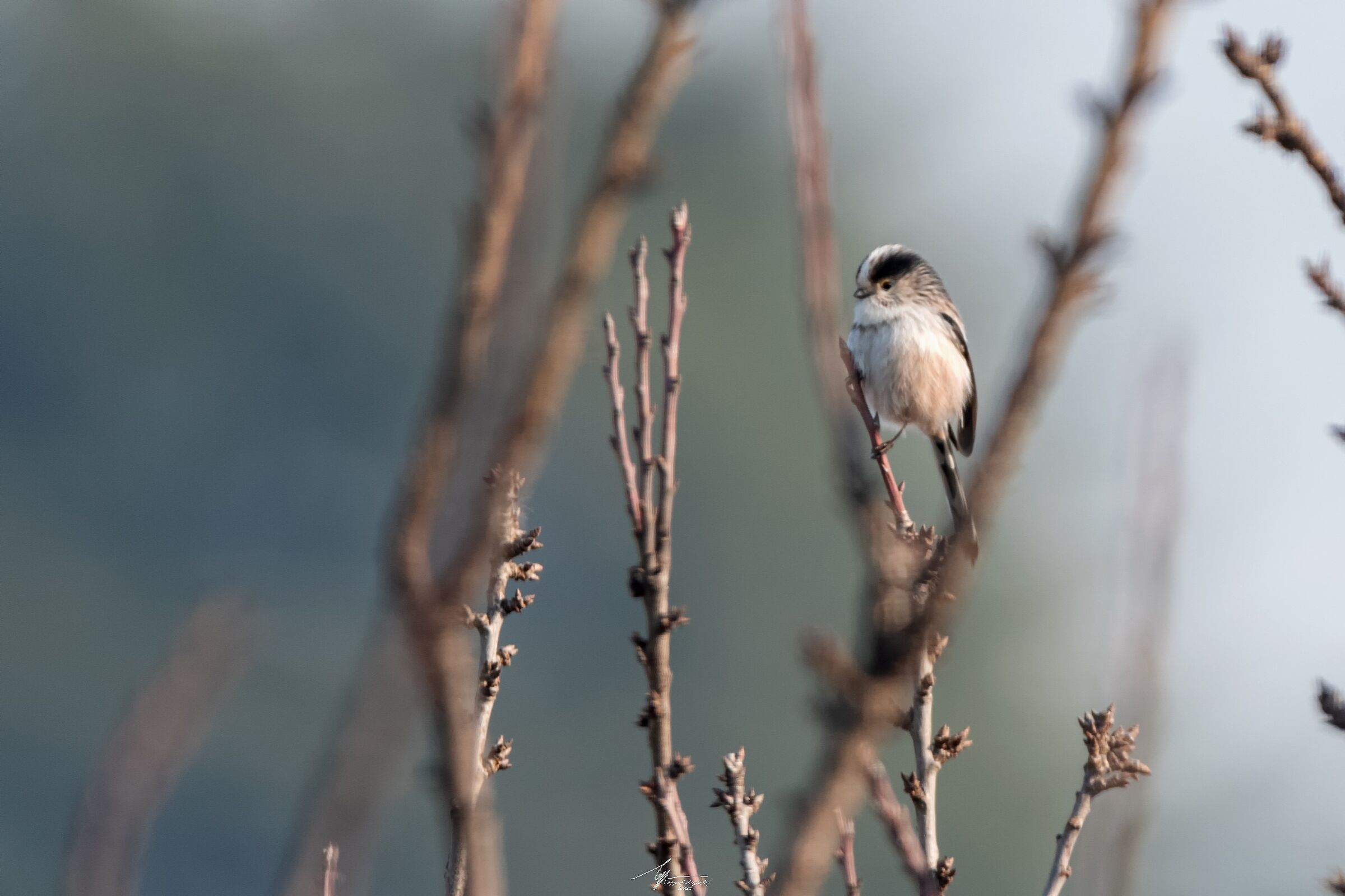 Codibugnolo (Aegithalos Caudatus - L.)