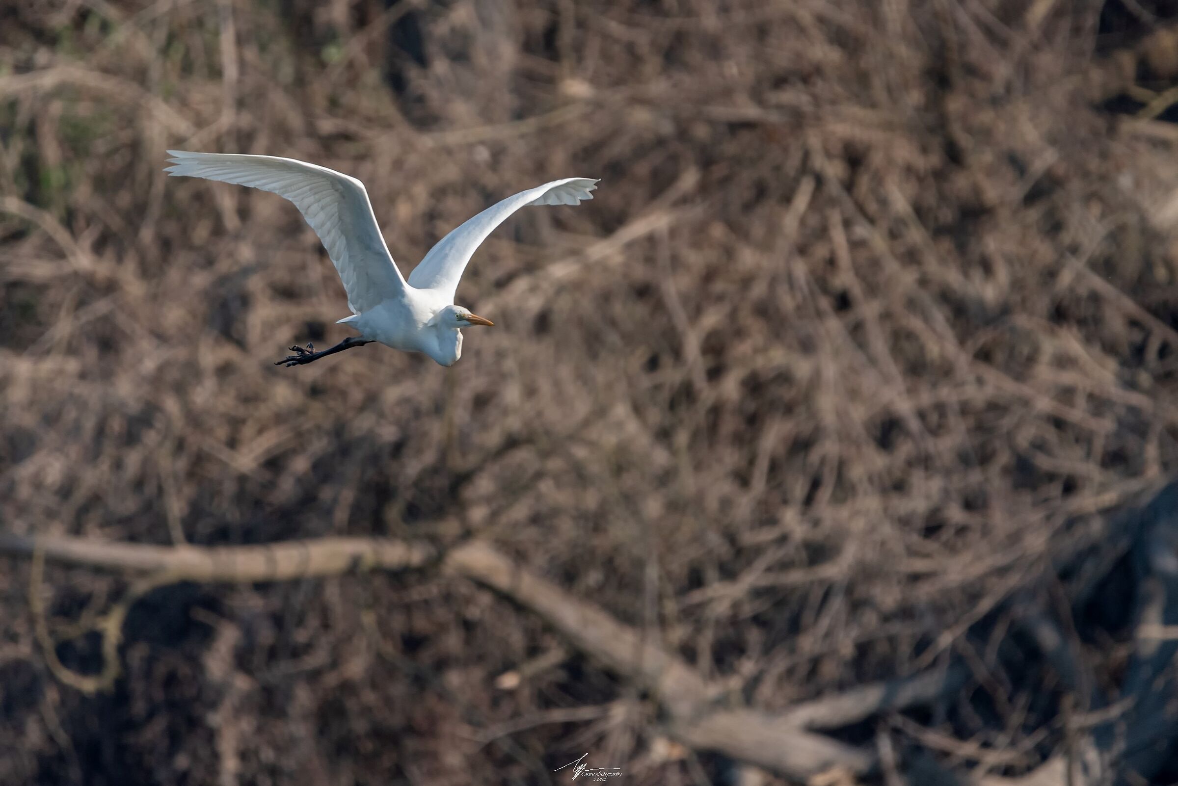 Airone Bianco Maggiore in volo (Ardea Alba - L.)
