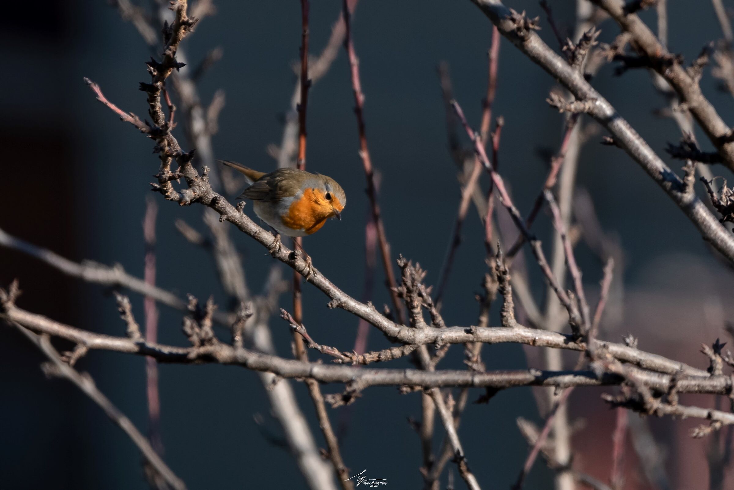 Pettirosso (Erithacus Rubecula - L.)