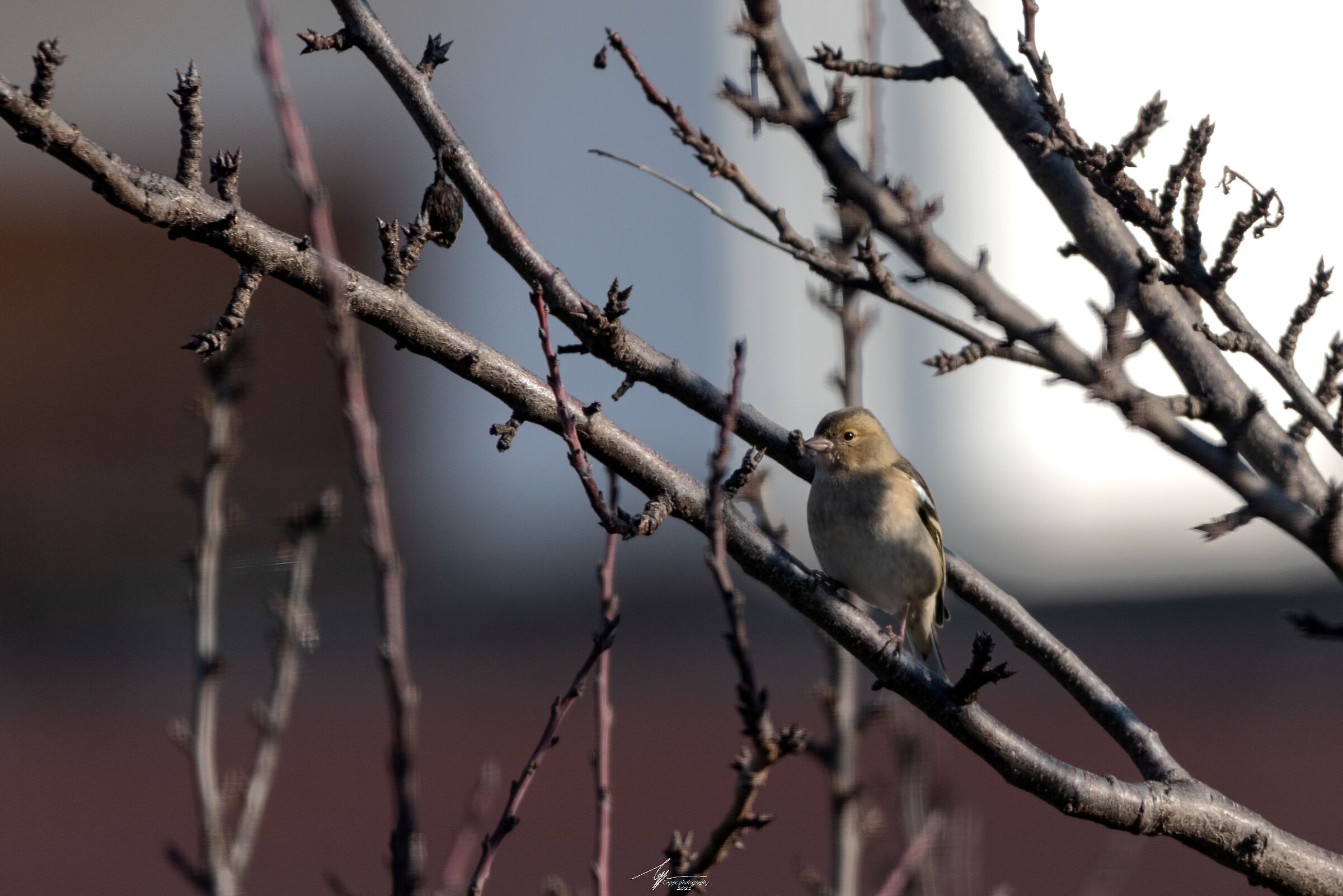 Fringuello (Femmina) (Fringilla Coelebs - L.)