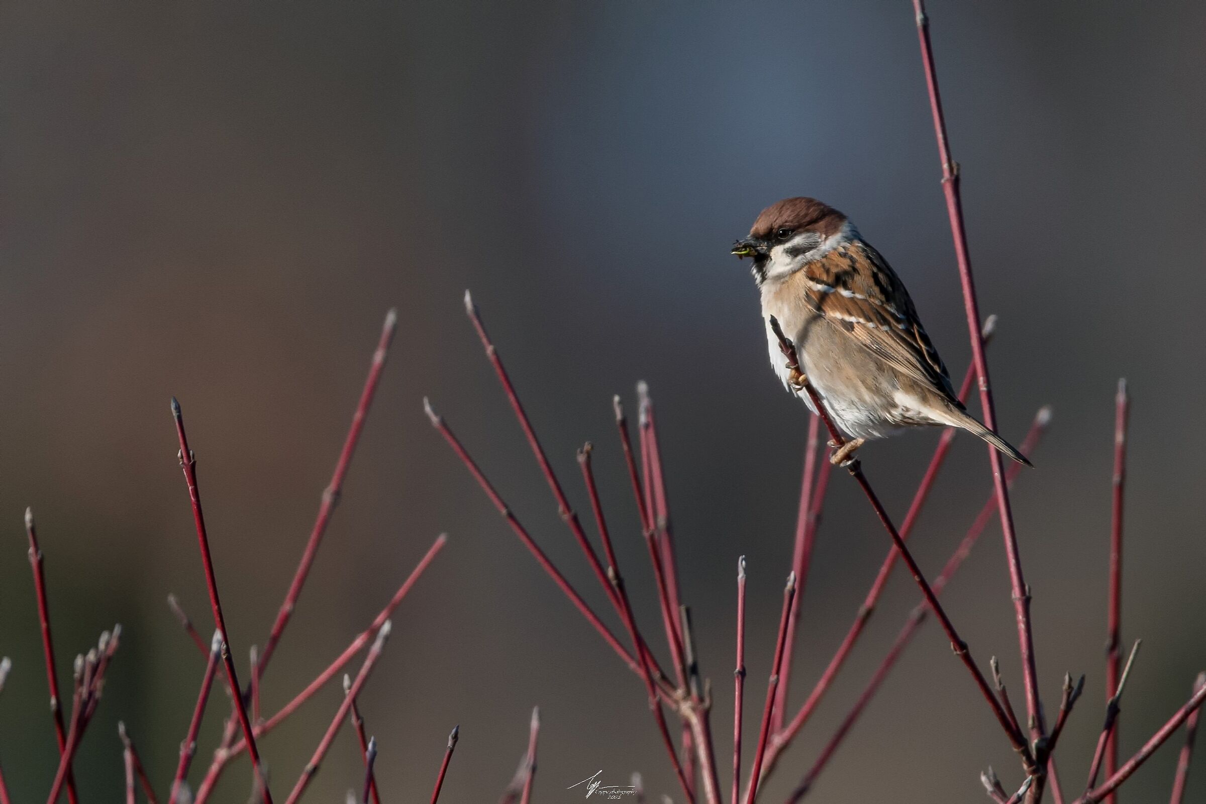 Passero Italiano (Passer Italiae - V.)