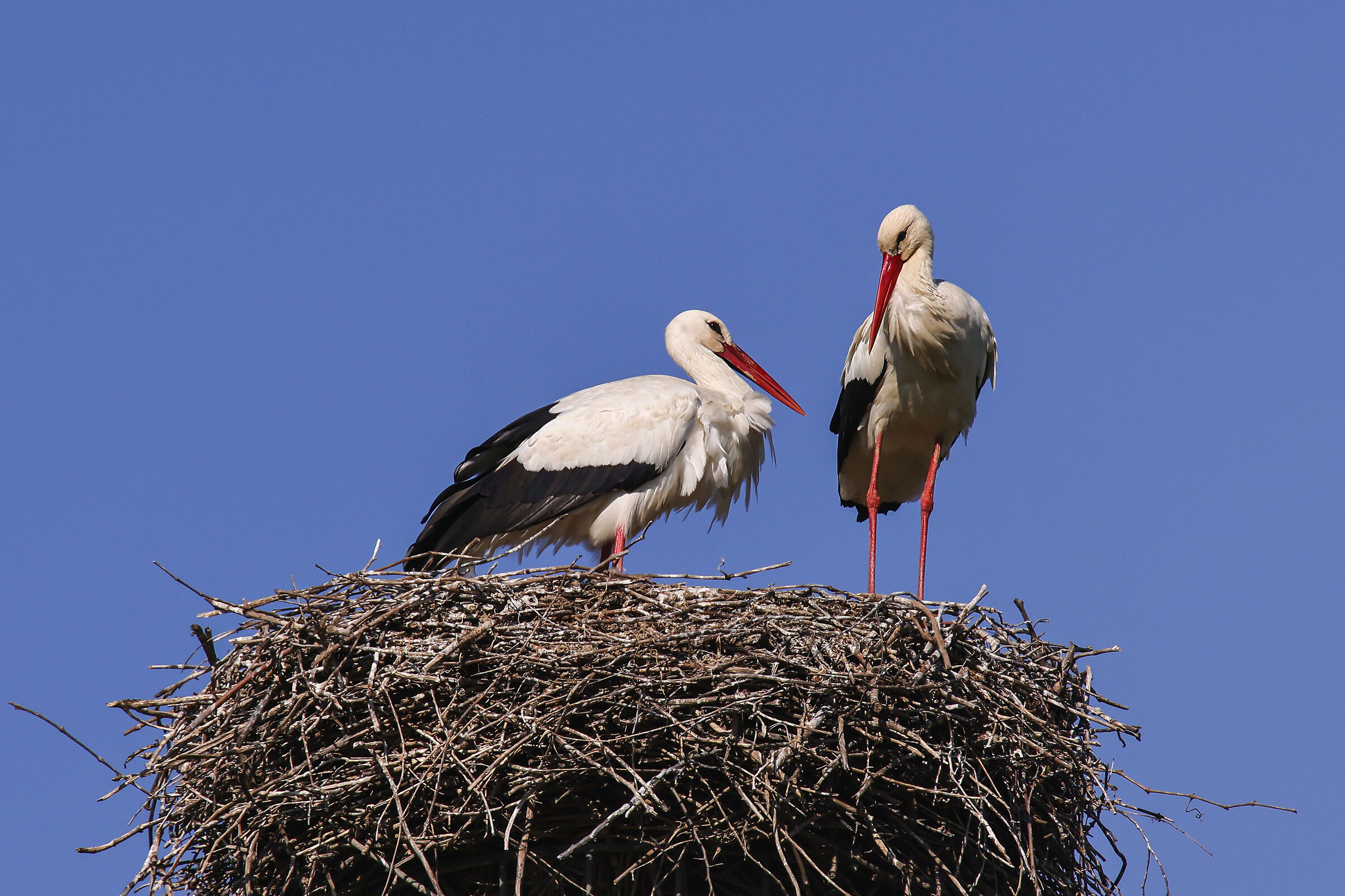 Storks in Lucca