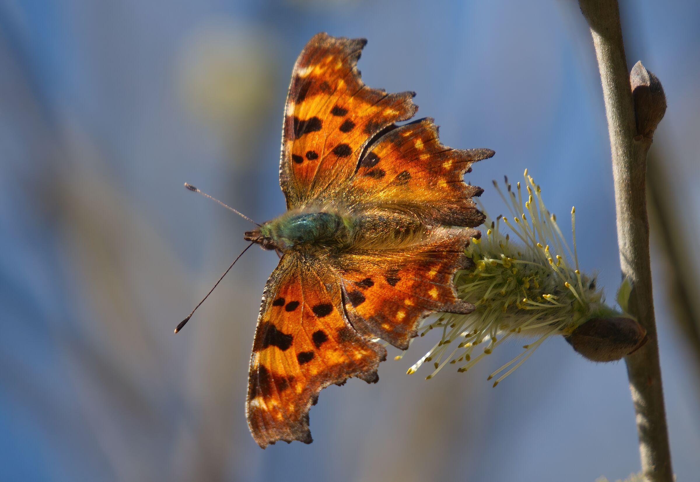 Malgrado tutto è primavera
