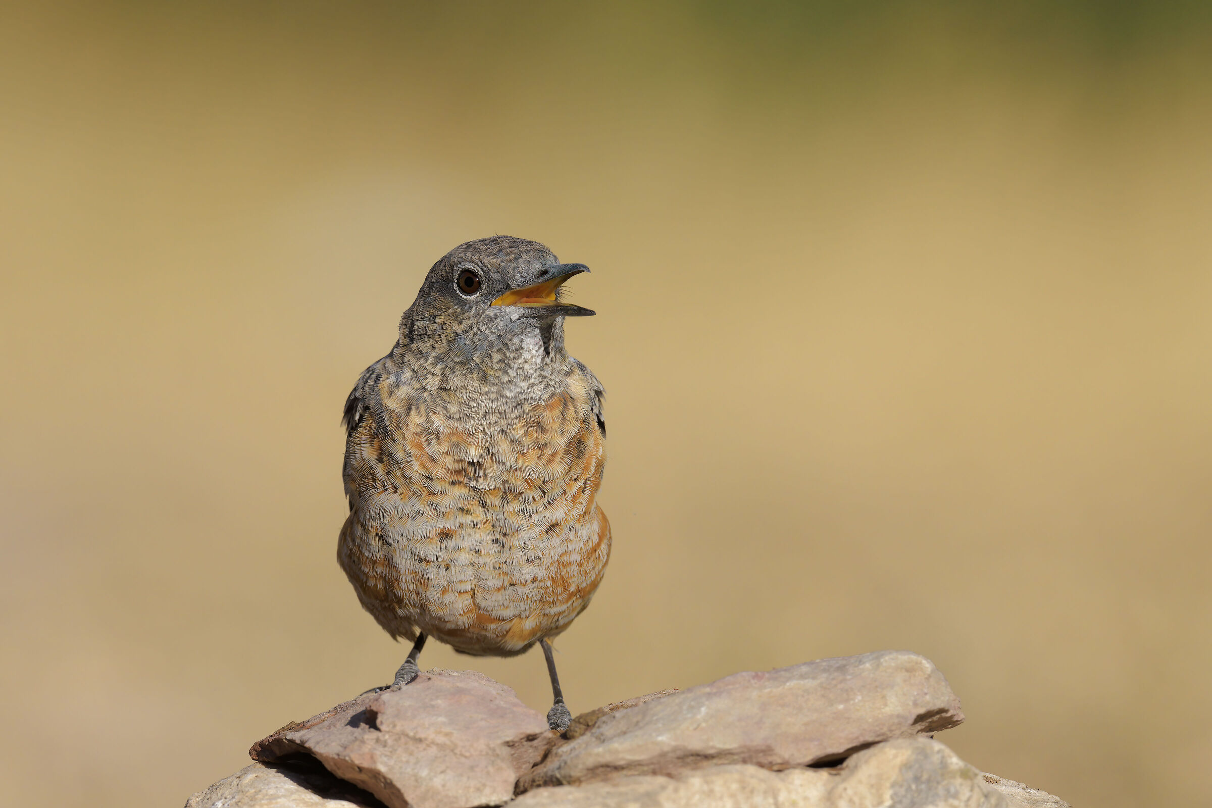 Codirossone Department (Monticola saxatilis)