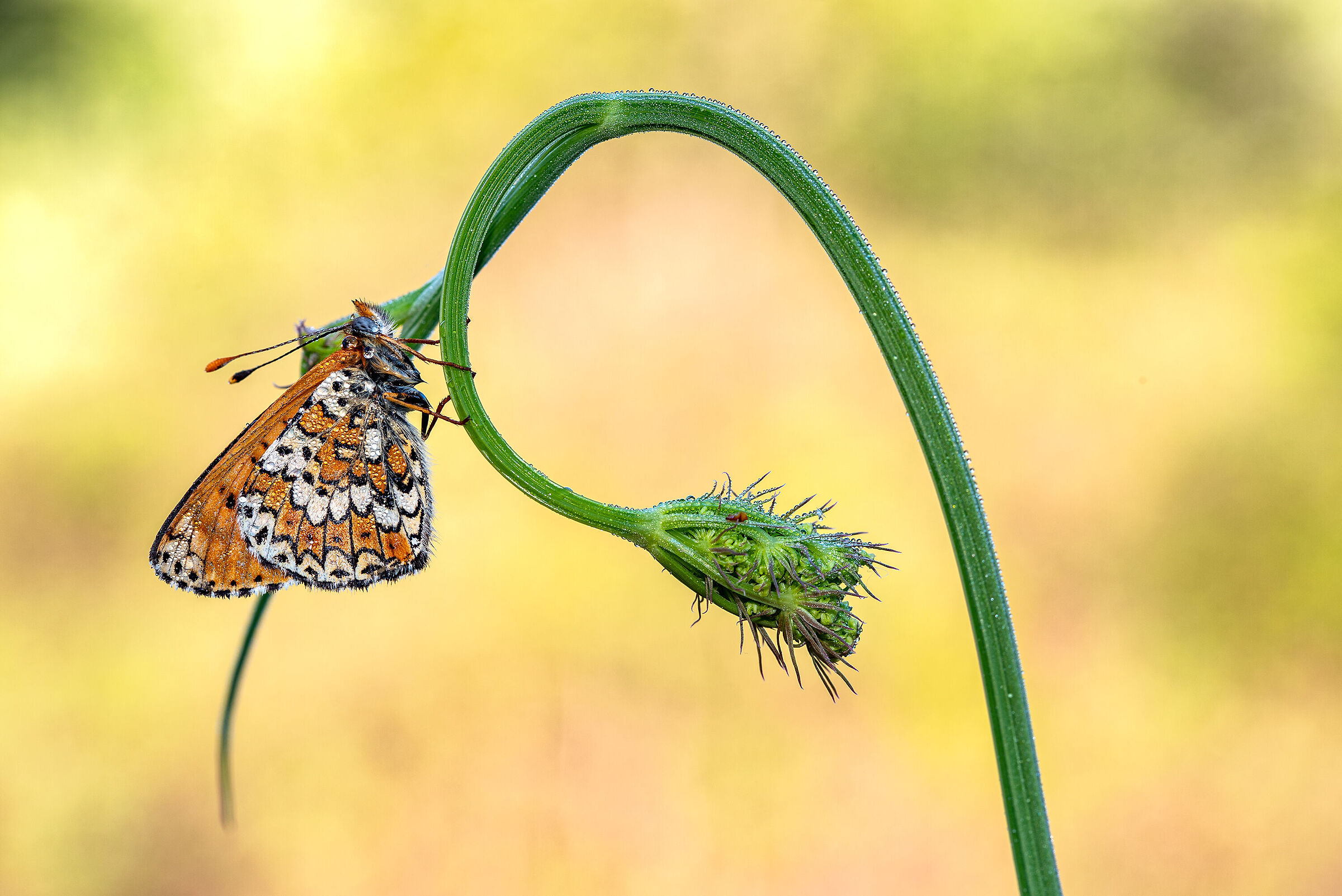 Melitaea