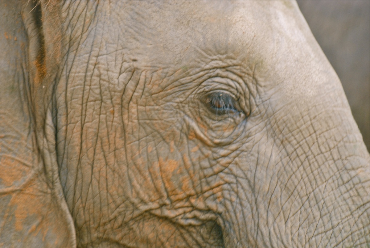 Elefante africano / Loxodonta africana