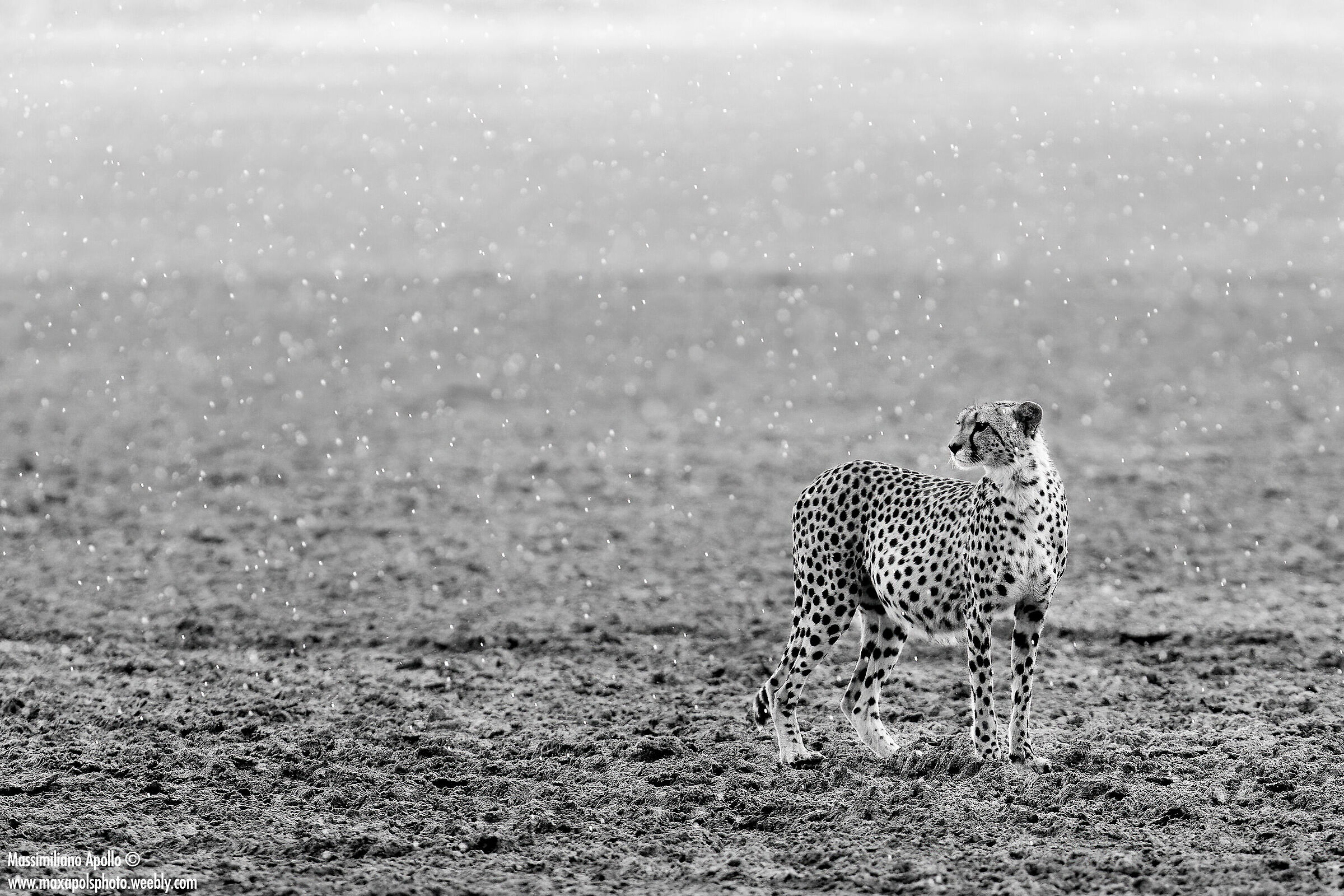 Under the snow...