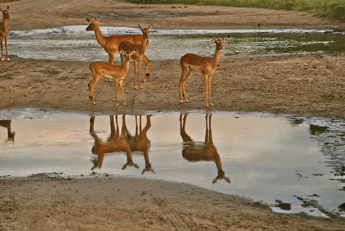 Impala / Aepyceros melampus melampus.