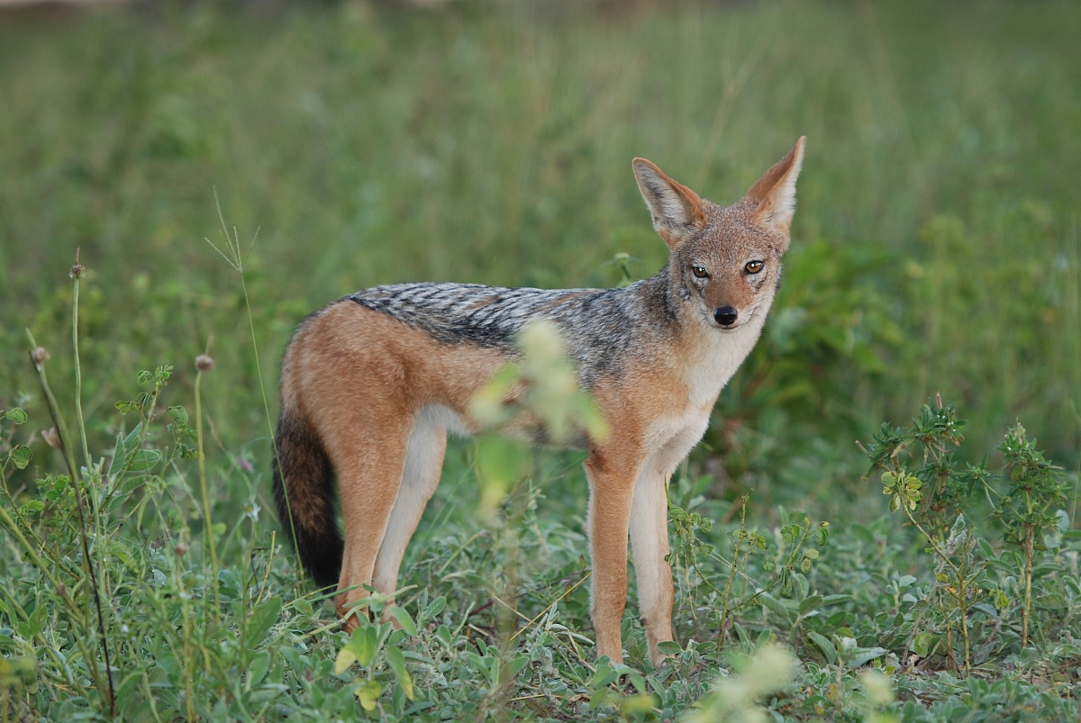 Sciacallo / Black-backed Jackal / Canis mesomelas