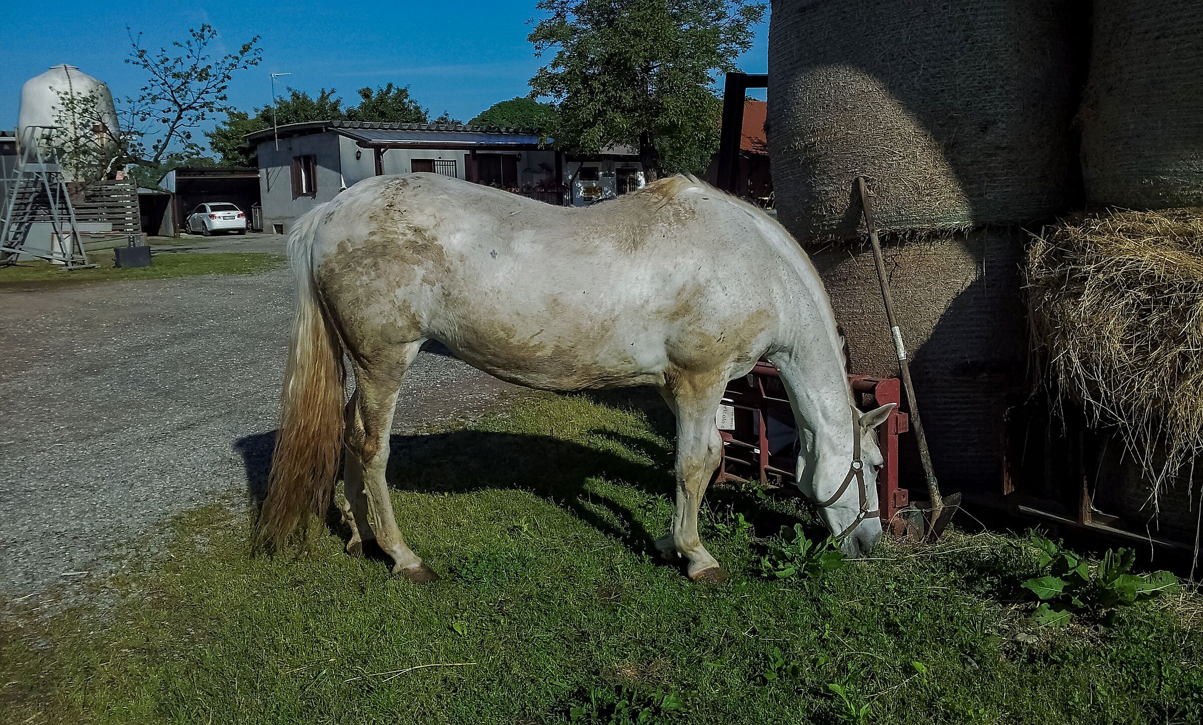 Horse eating 3/05/2016