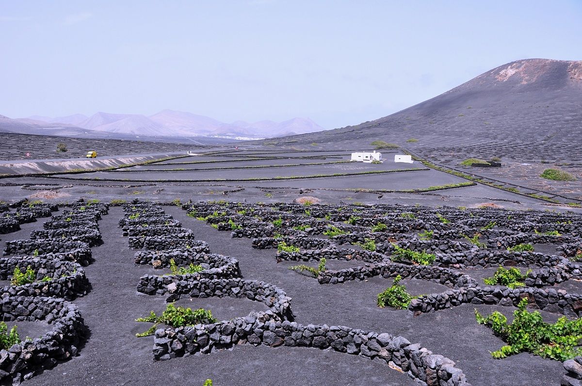 La flora di Lanzarote