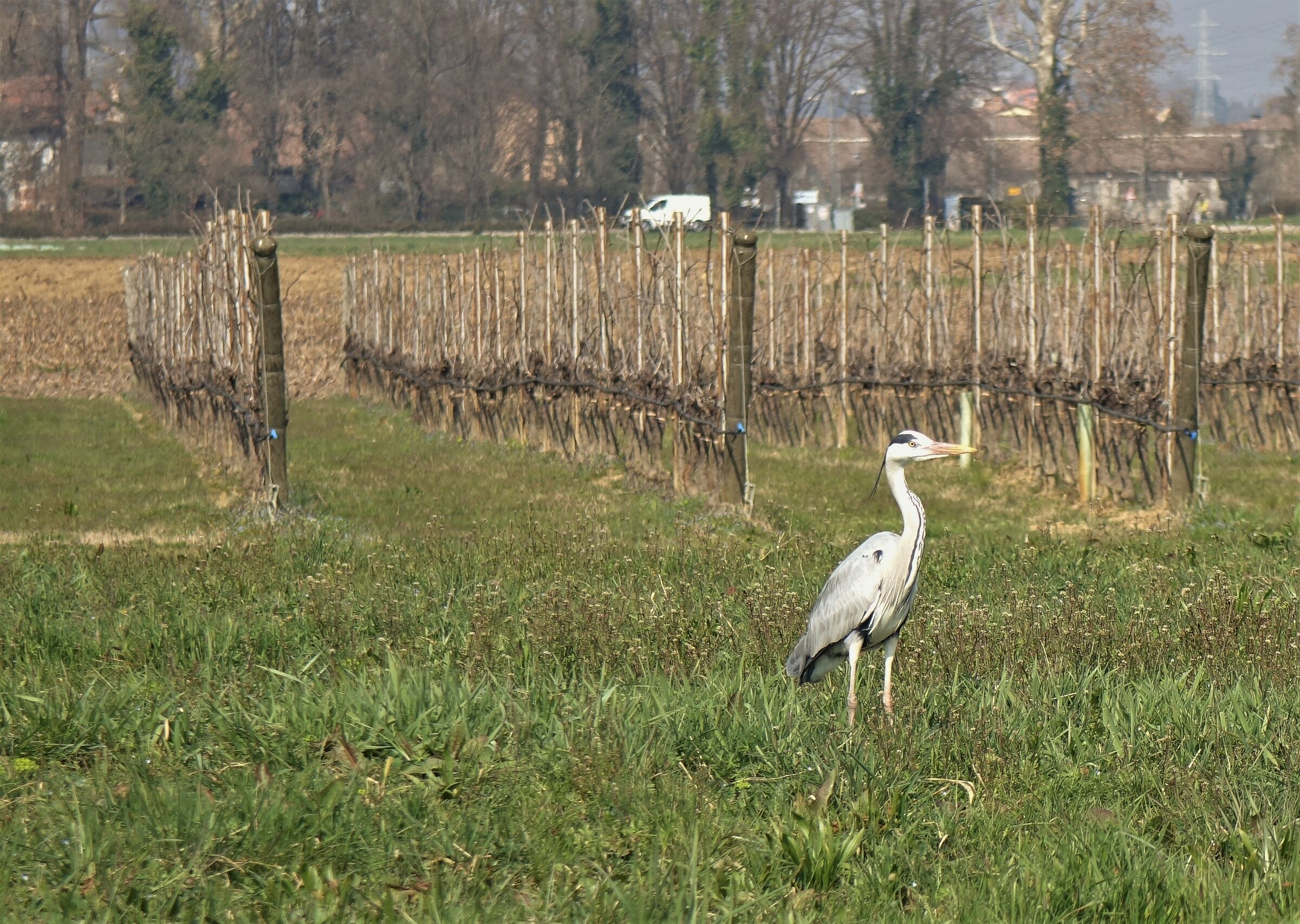 my love... solitario