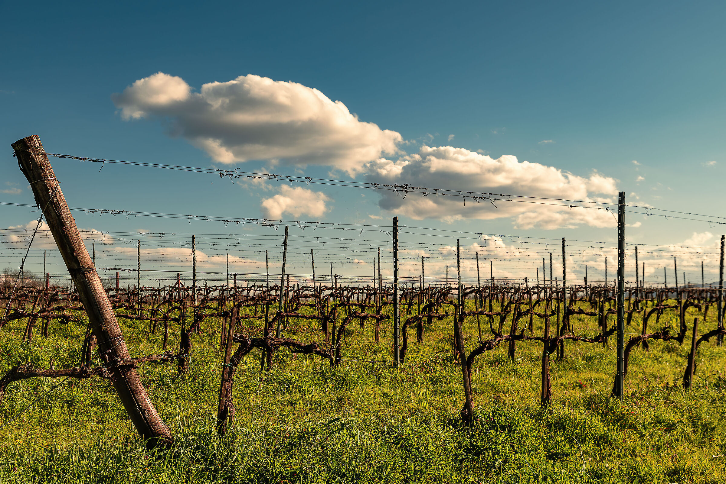 siamo piccoli ma faremo grandi vini