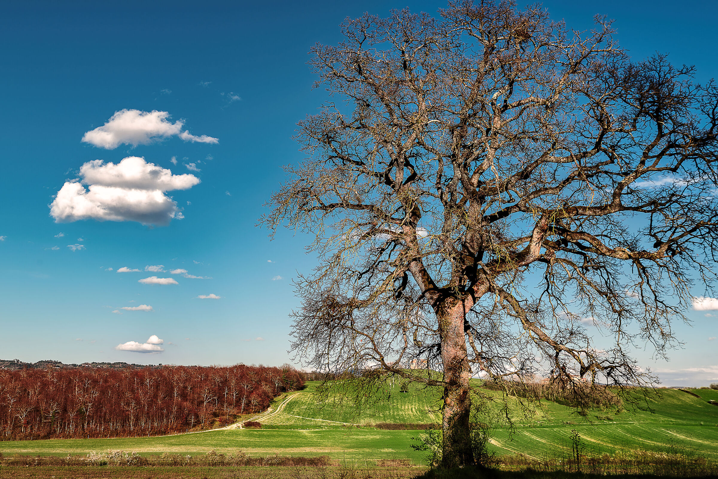 and the cloud spoke to the tree